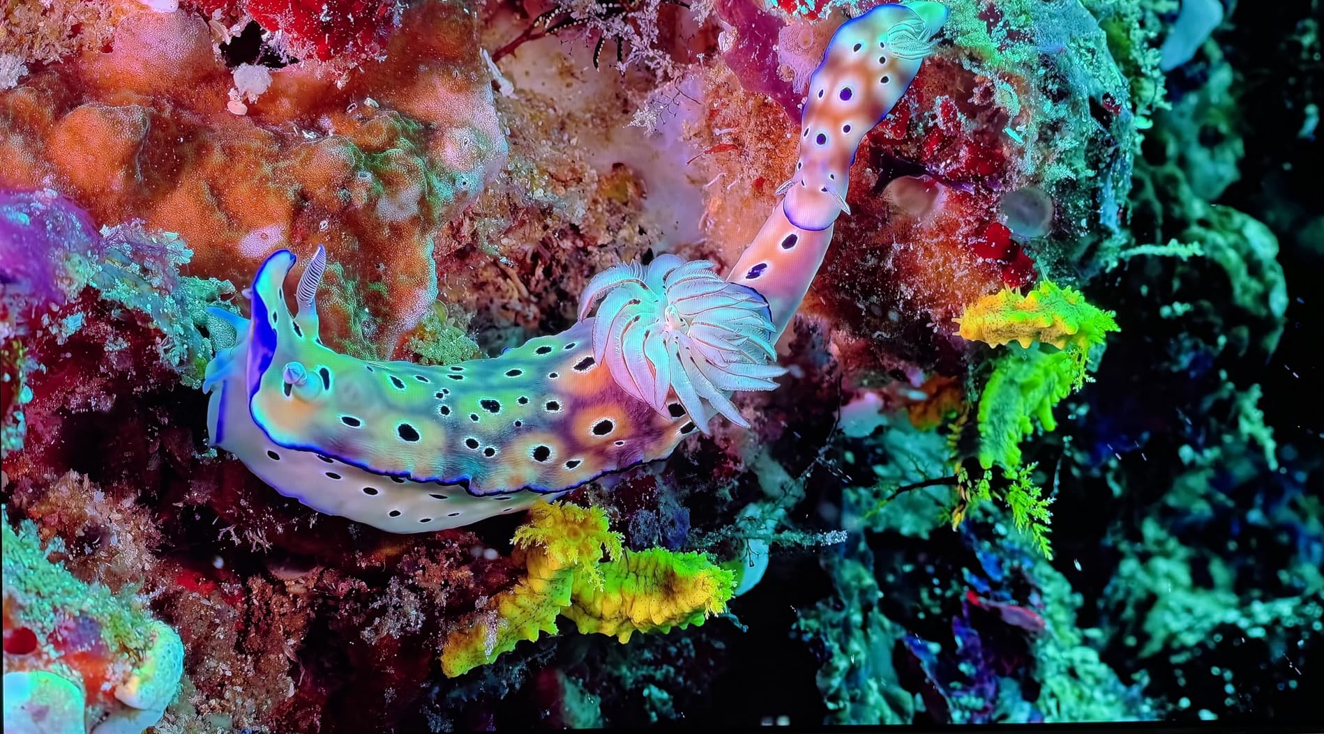 Samsung 48-Inch Class S90F Smart TV (2025 Model, 48S90F), NQ4 Gen3 Processor, Upscaling Pro, HDR+, Motion Xcelerator 144Hz, Vision, Alexa Built-in, 4K UHD OLED customer photo 2