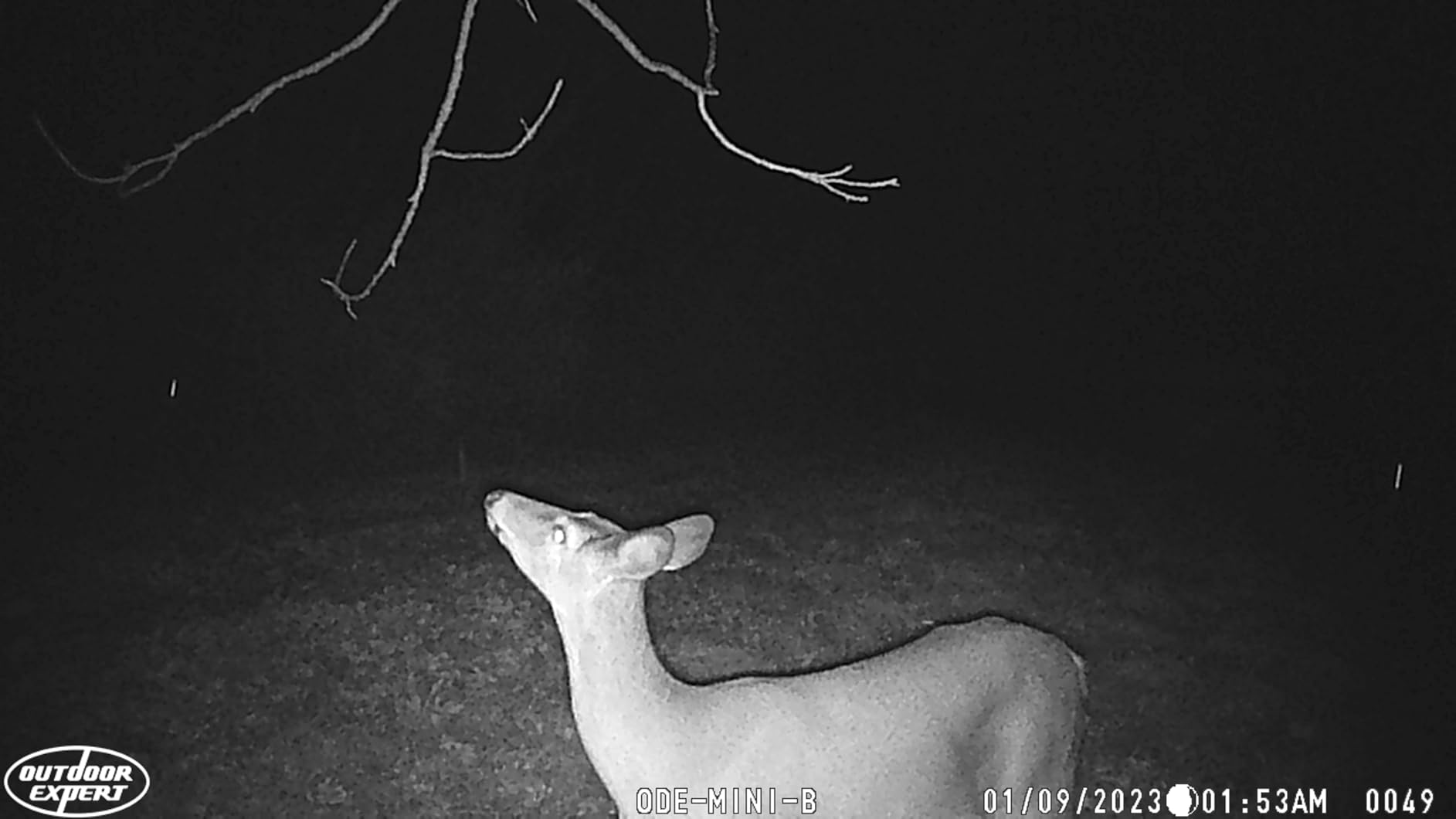 OUTDOOR EXPERT Game Camera 20MP Mini, 1080P Hunting Trail Camera with No Glow 940nm Night Vision, Motion Activated, IP66 Waterproof, 80ft Illumination Range for Wildlife Monitoring, Outdoor Use customer photo 2