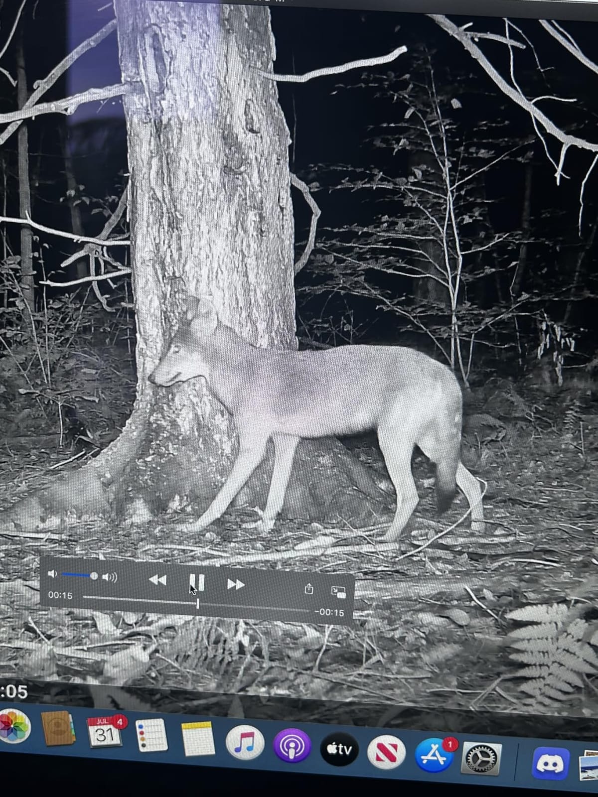 Meidase P70 (Non-Cellular,Non-WiFi) Trail Camera, 64MP 1296p, Game Cameras with No-Glow IR Night Vision, Motion Activated, Waterproof for Wildlife Deer Cams, Hunting customer photo 1