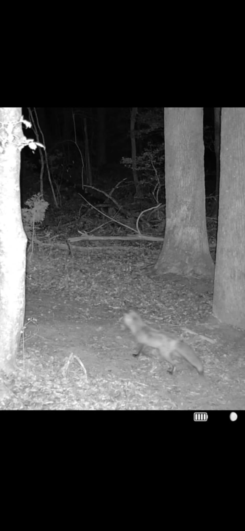 TACTACAM Reveal Ultra Cellular Trail Camera: 4K Photo, 1080p Video, Live View, GPS Tracking-Enabled, Switchable No-Glow/Low-Glow Flash, LTE Connectivity, LCD Screen customer photo 2