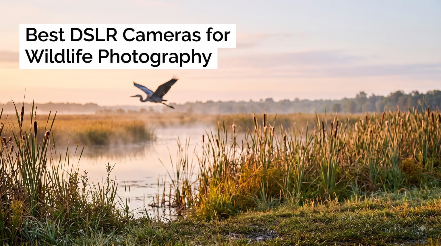 Best DSLR Cameras for Wildlife Photography