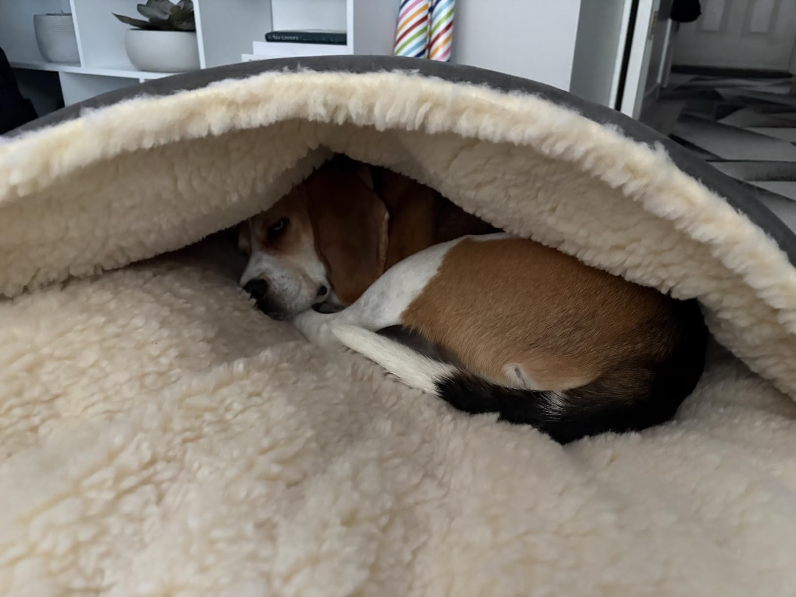 Snoozer Cozy Cave Dog Bed, Round Covered Dog Bed, Buckskin (L) customer photo 1