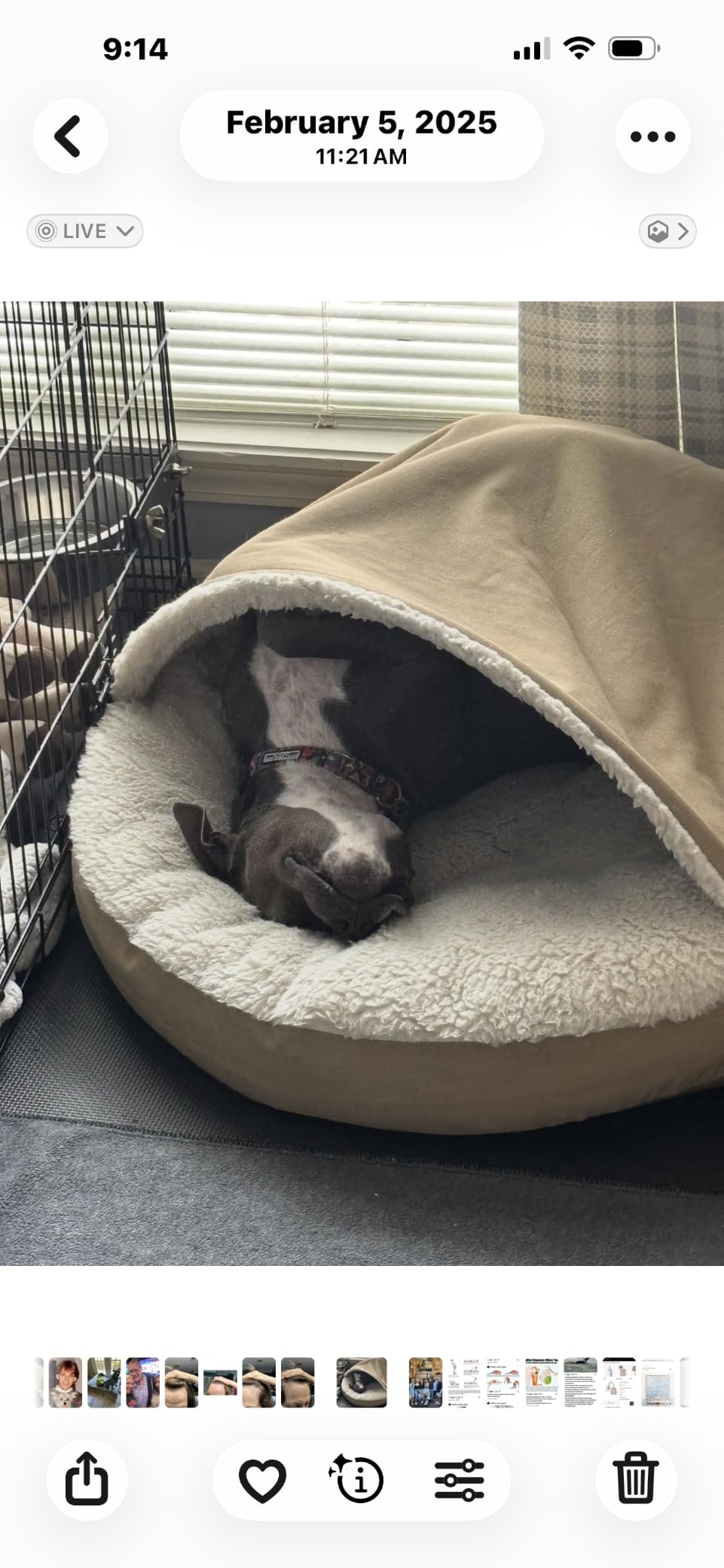 Snoozer Cozy Cave Dog Bed, Round Covered Dog Bed, Buckskin (L) customer photo 2