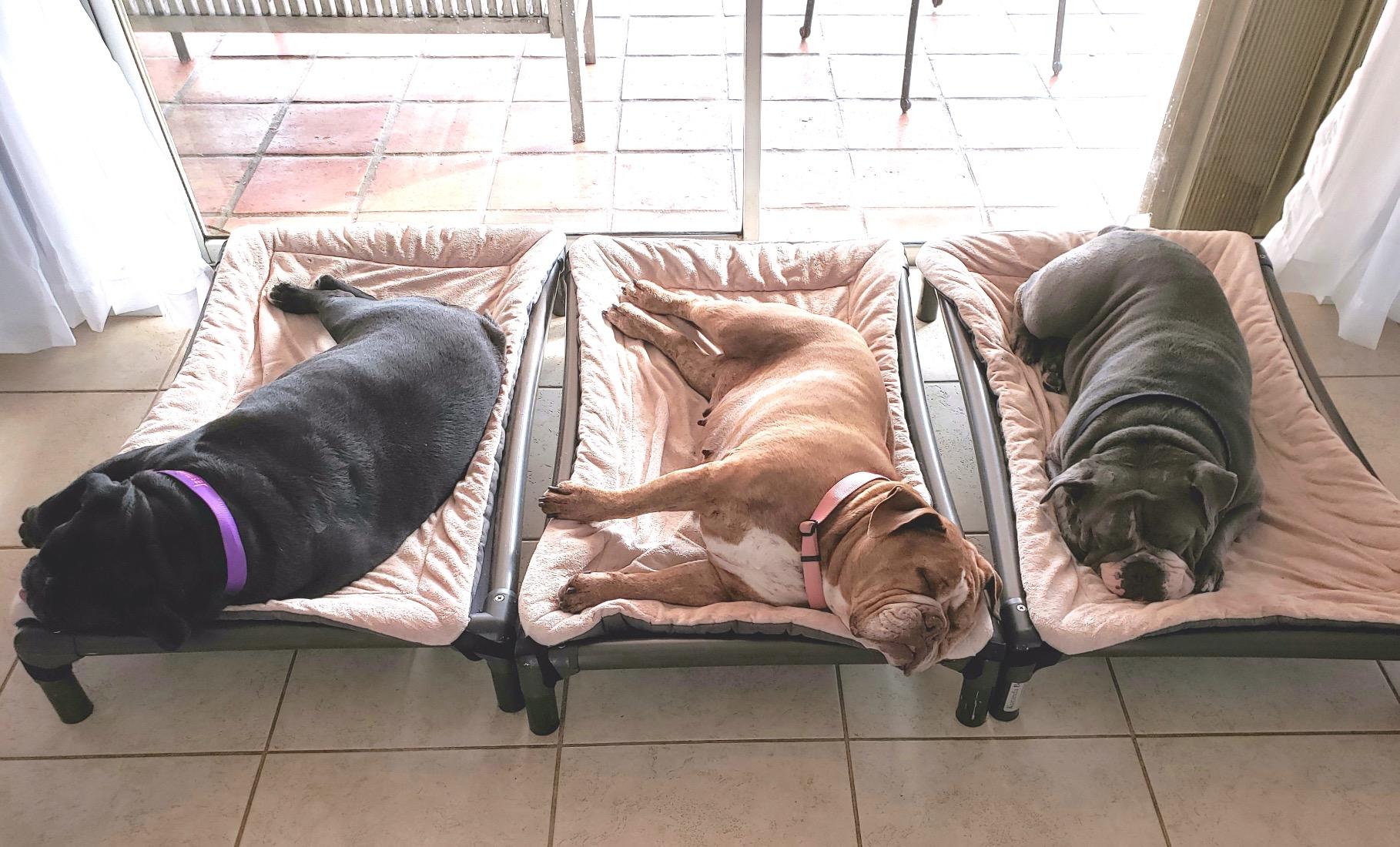 Kuranda Chewproof Elevated Dog Bed - Walnut PVC - 44