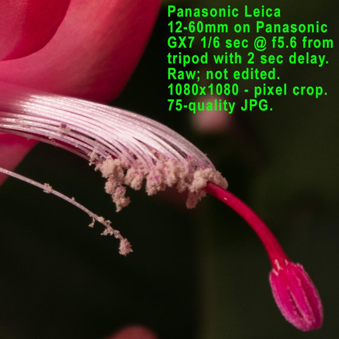 Panasonic LUMIX G Lens, 42.5MM, F1.7 ASPH., MIRRORLESS Micro Four Thirds, Power Optical I.S., H-HS043K (USA Black) customer photo 1