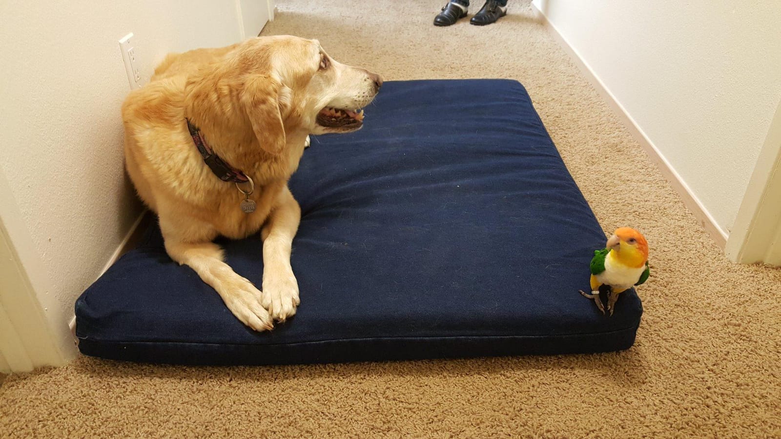 Dogbed4less Extra Large Orthopedic Memory Foam Dog Bed for Large Dogs with Durable Waterproof Internal Case, Removable Washable Denim Cover and Bonus Pet Bed Cover, 47X29X4 Fits 48X30 Dog Crate, Blue customer photo 1