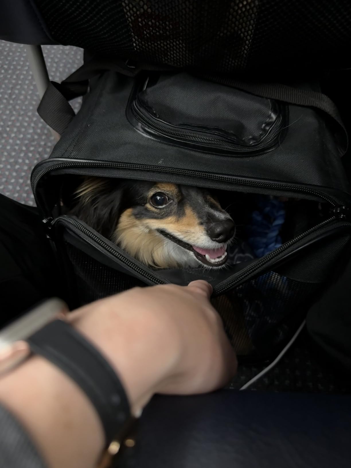 Amazon Basics Airline Approved Soft-Sided Mesh Pet Travel Carrier with Shoulder Strap, Removable Washable Fleece Pad, Top Opening, Ventilation for Dog, Cat, up to 22 pounds, 19.7Lx12Wx12H in., Black customer photo 1
