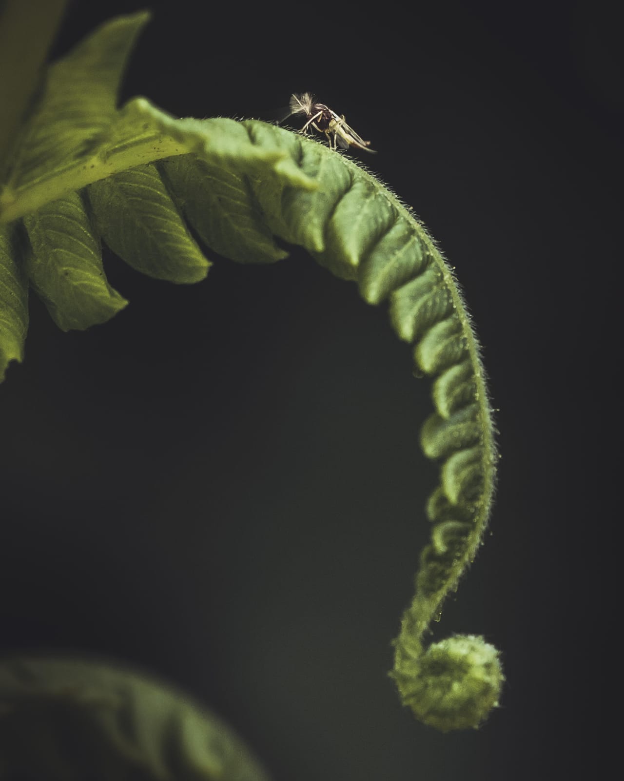 Sony FE 90mm F2.8 Macro G OSS Full-Frame Lens customer photo 2
