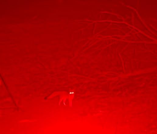 CREE Red Hunting Light Tactical Flashlight, 250 Yards customer photo 1