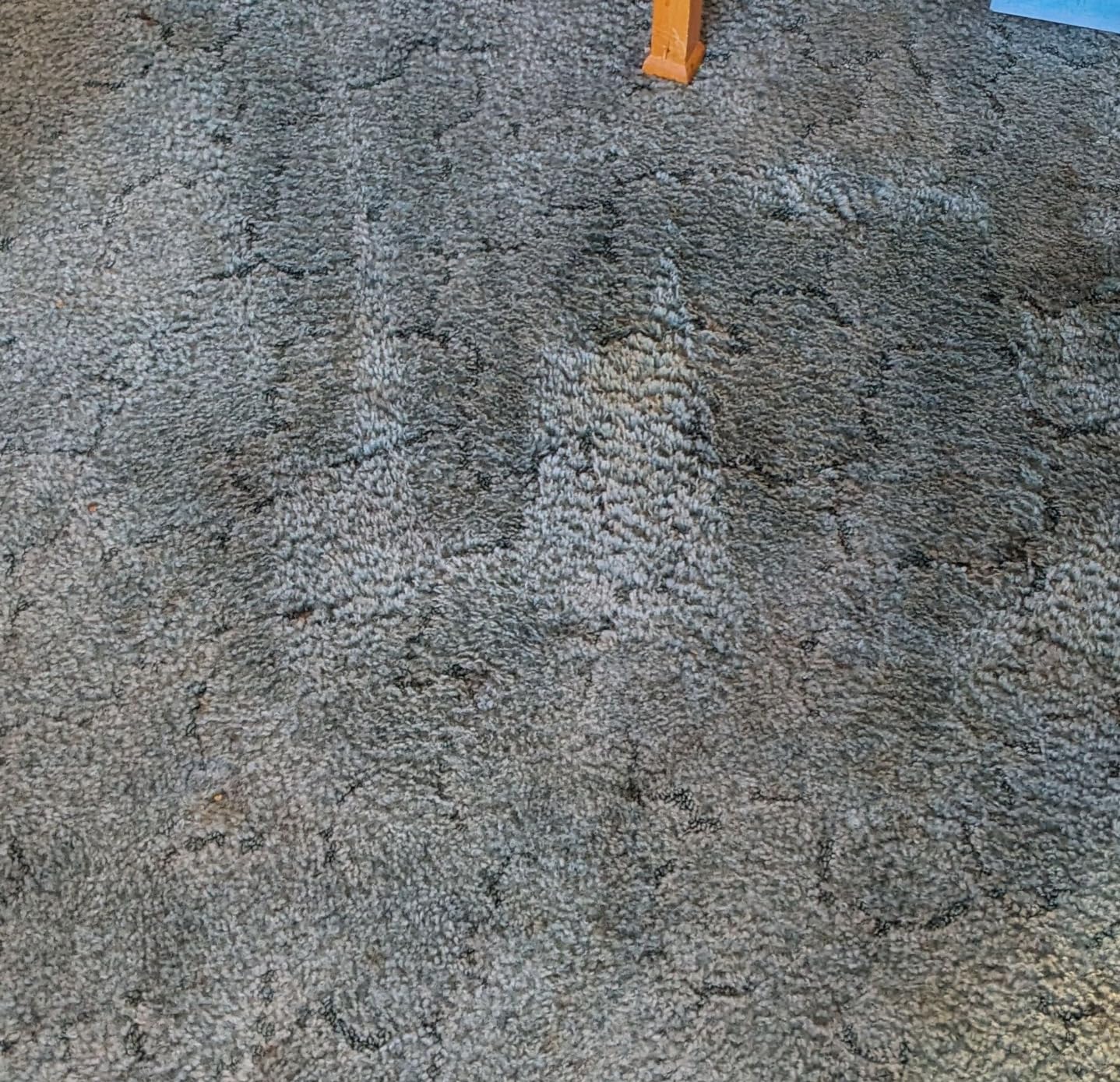 Bissell SpotClean Pet Pro Portable Carpet Cleaner, 2458 customer photo 1