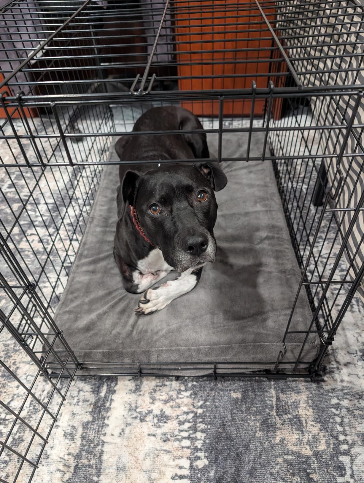 BarkBox Orthopedic Dog Bed - Large customer photo 1