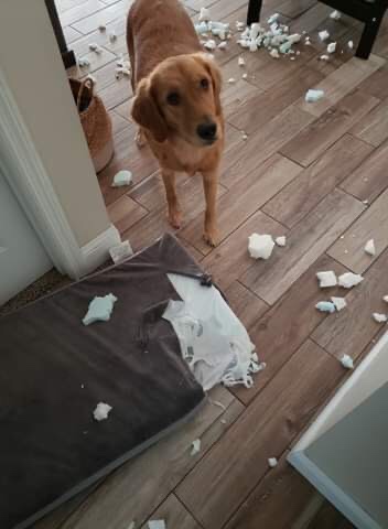 BarkBox Orthopedic Dog Bed - Large customer photo 2