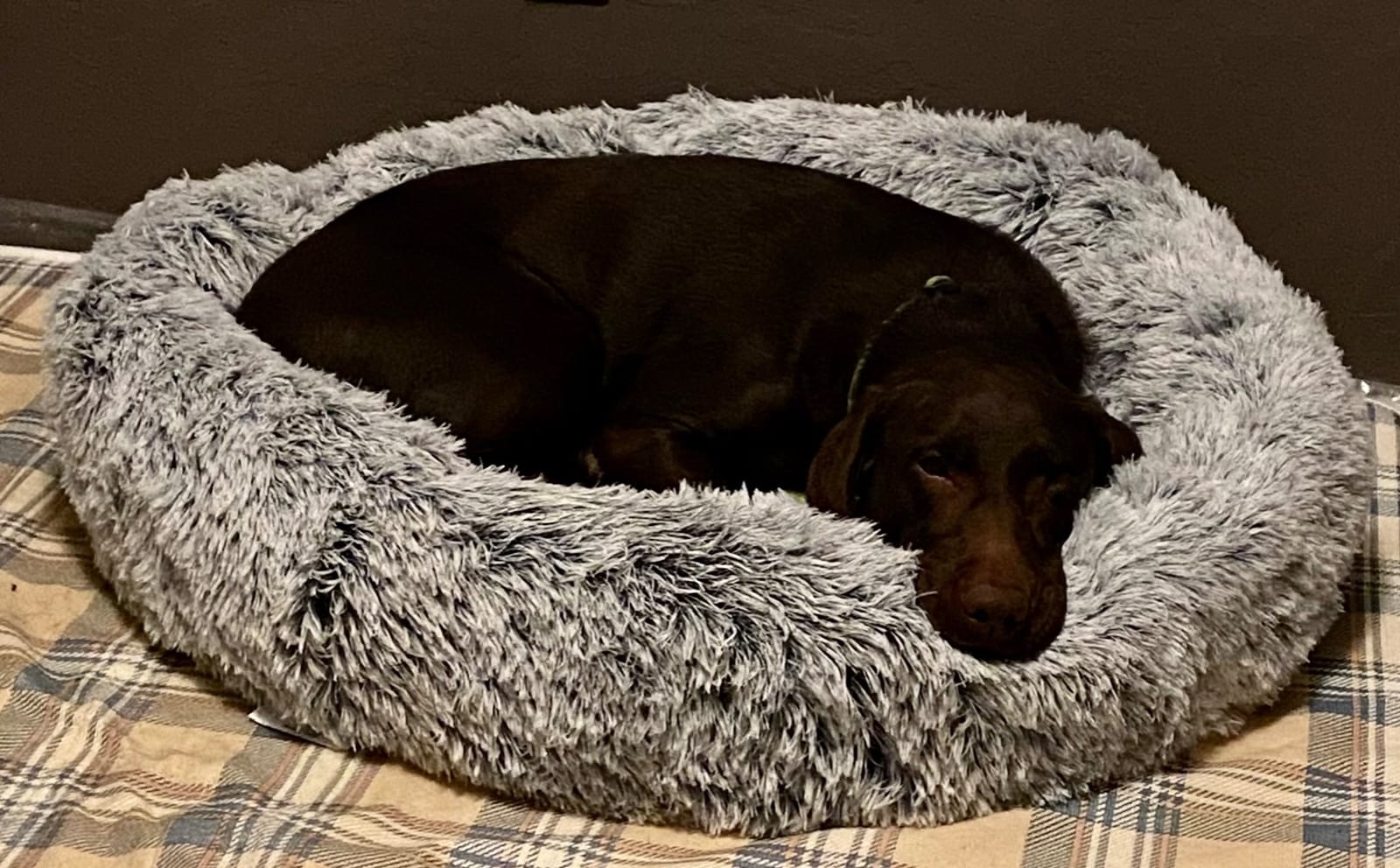 Barkbox Dog Bed, 2-in-1 Memory Foam Donut Cuddler Dog and Cat Bed, Calming Orthopedic Joint Relief Fur Crate Lounger for Pets, Machine Washable + Removable Cover, Waterproof Lining, Includes Toy customer photo 1