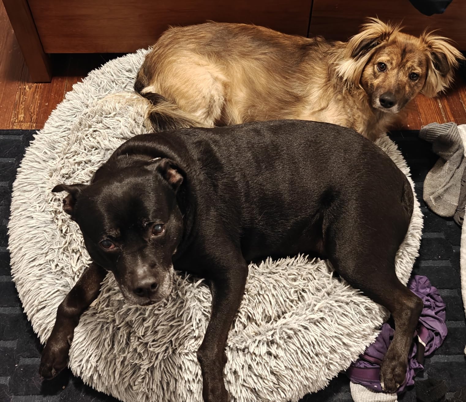 Barkbox Dog Bed, 2-in-1 Memory Foam Donut Cuddler Dog and Cat Bed, Calming Orthopedic Joint Relief Fur Crate Lounger for Pets, Machine Washable + Removable Cover, Waterproof Lining, Includes Toy customer photo 2