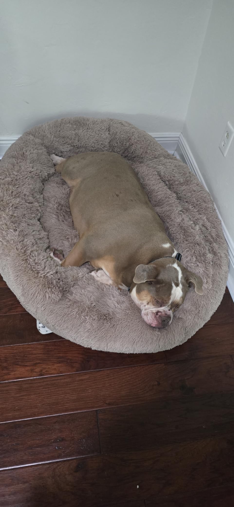Bedsure Calming Dog Bed Medium Size Dog Donut Washable Pet Bed,30ins customer photo 1
