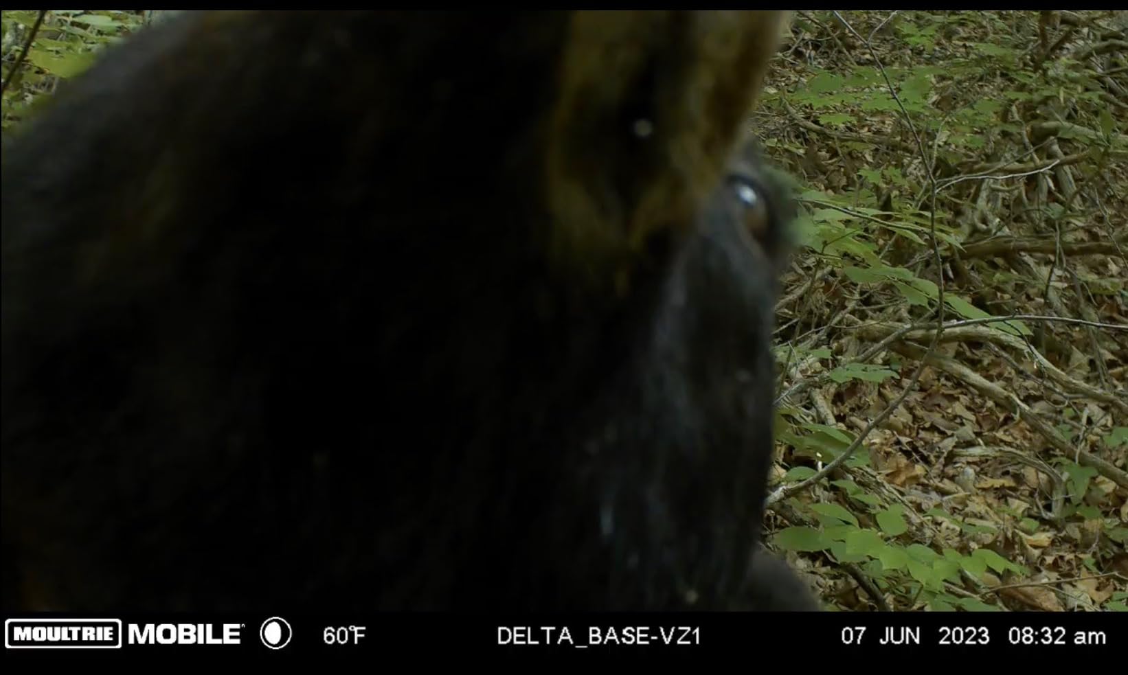 Moultrie Delta Base Cellular Trail Camera - 24MP Resolution Photos & Videos with Sound | .75s Trigger Speed & 36 invisible IR LEDs | Game Cam for Hunting with App Control | Verizon Nationwide customer photo 1