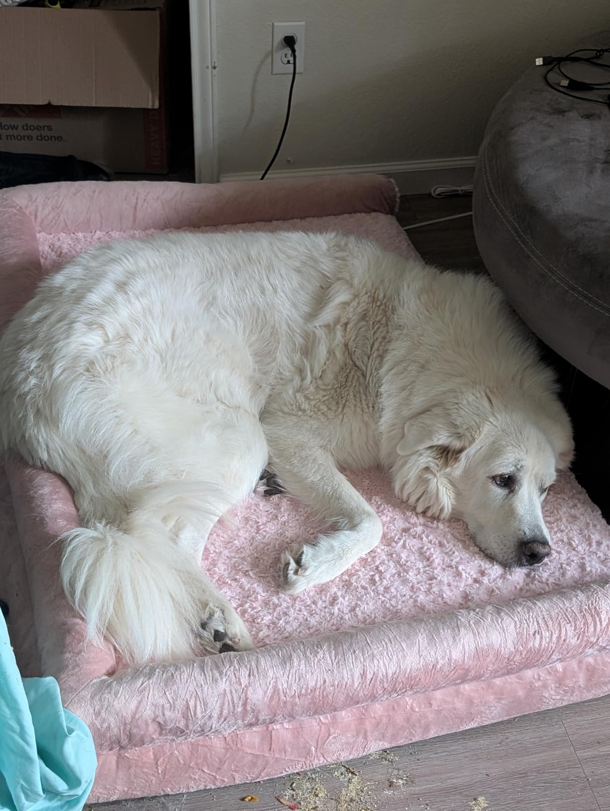 BFPETHOME Orthopedic Washable Large Dog Bed for Senior Dog Comfy Sleep customer photo 2