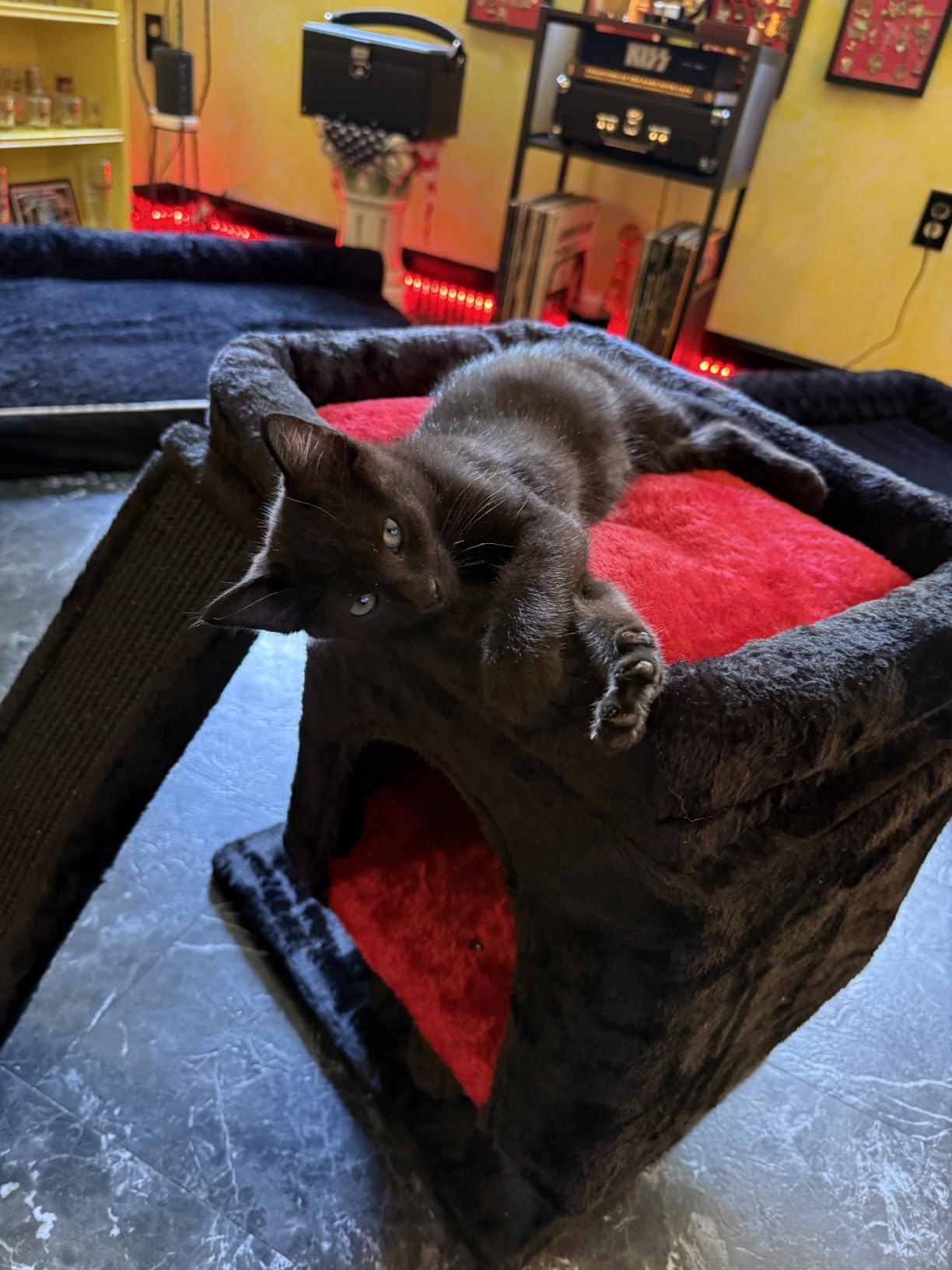 SYANDLVY Small Cat Tree for Indoor Cats Large Adult, Activity Tower with Scratching Post, Modern House with Padded Perch, Kittens Condo with Board, Cat Cave (Smoky Grey) customer photo 2