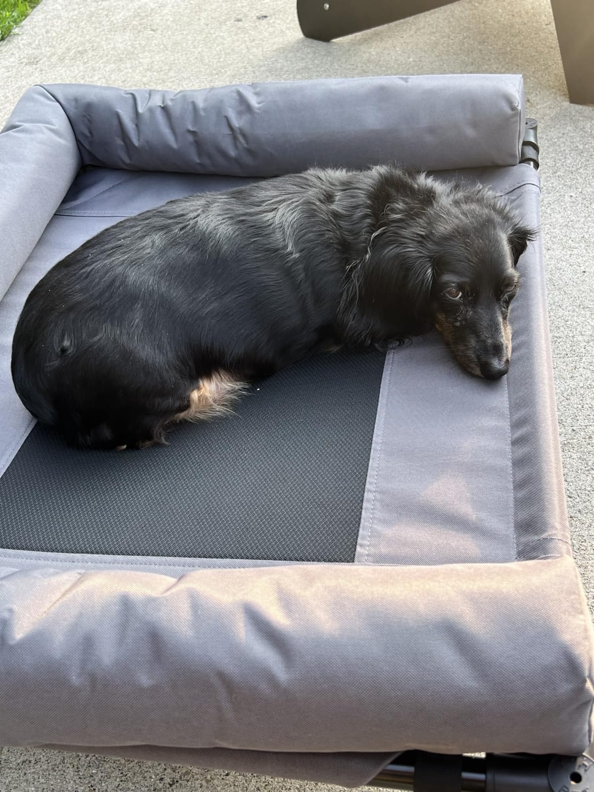 K&H Outdoor Elevated Dog Bed, Bolster Pet Cot, Medium 32x25in, Charcoal customer photo 2