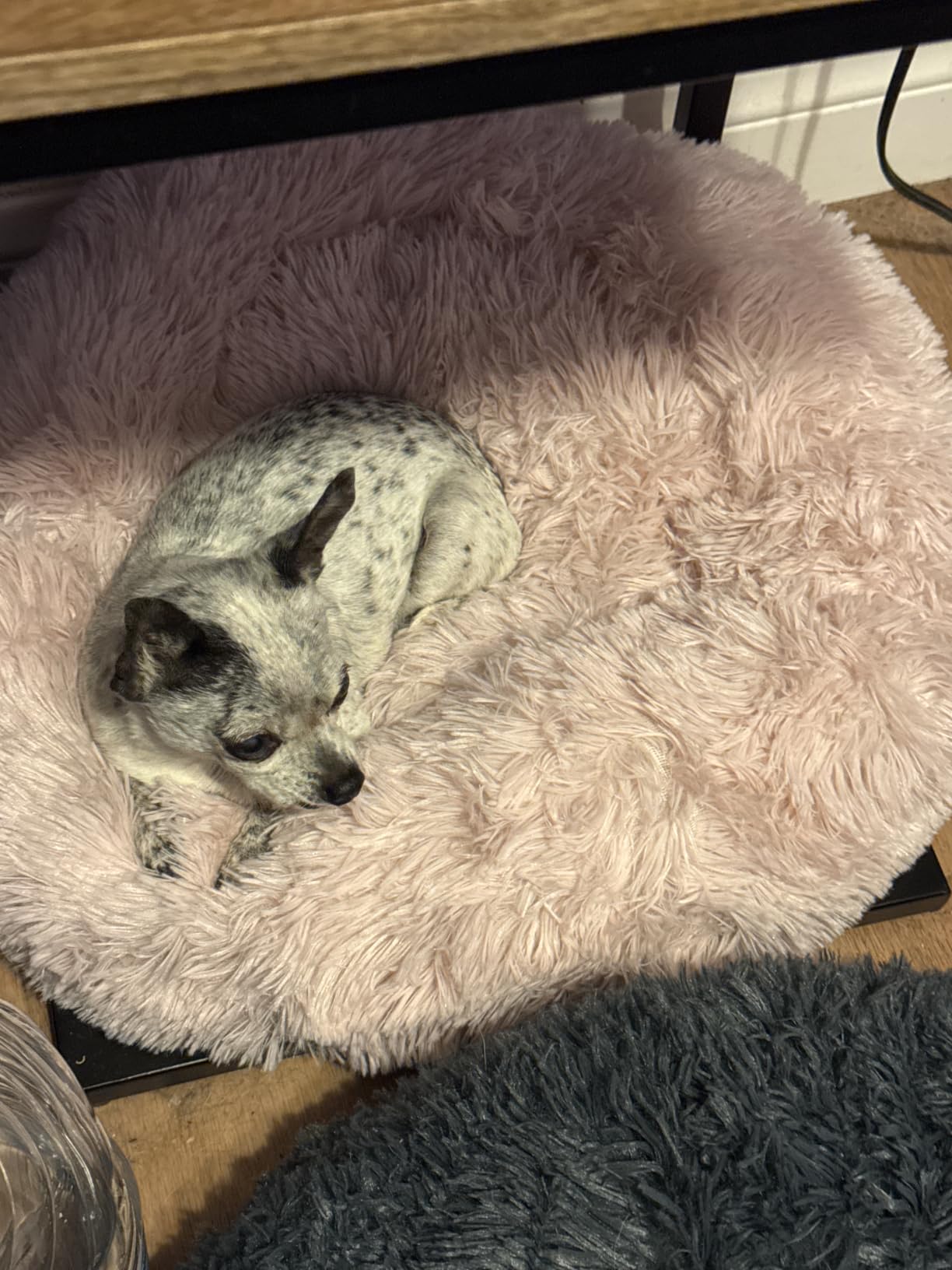 Best Friends by Sheri Original Calming Donut Dog Bed, Gray, Large, 36