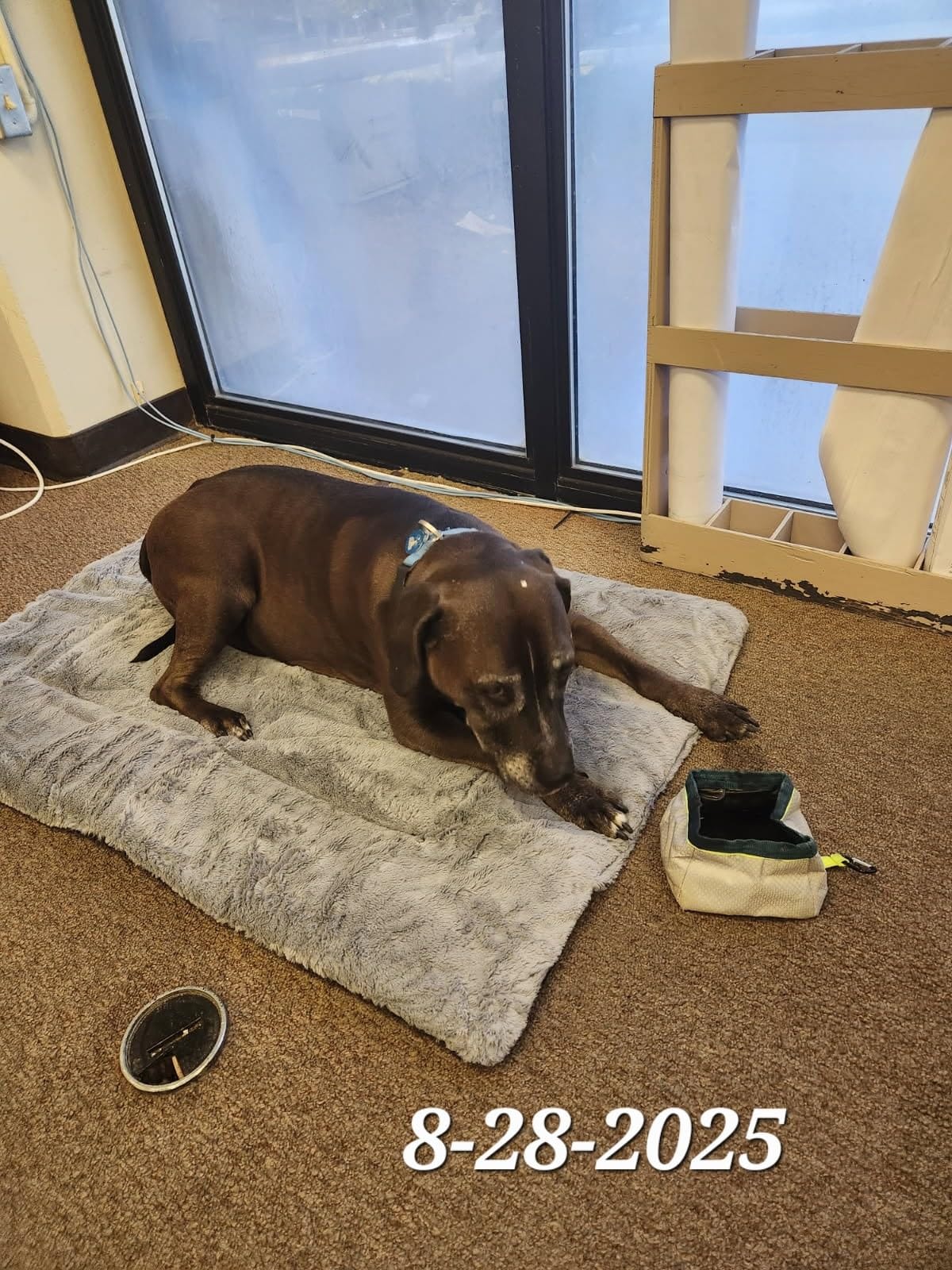Dog Crate Pad Washable Dog Bed for Crate Medium Cozy Mat 36-Inch Gray customer photo 2