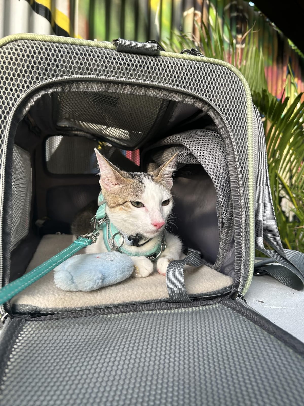 Pawaii Cat Carrier Airline Approved Expandable Breathable Safety Leash customer photo 1