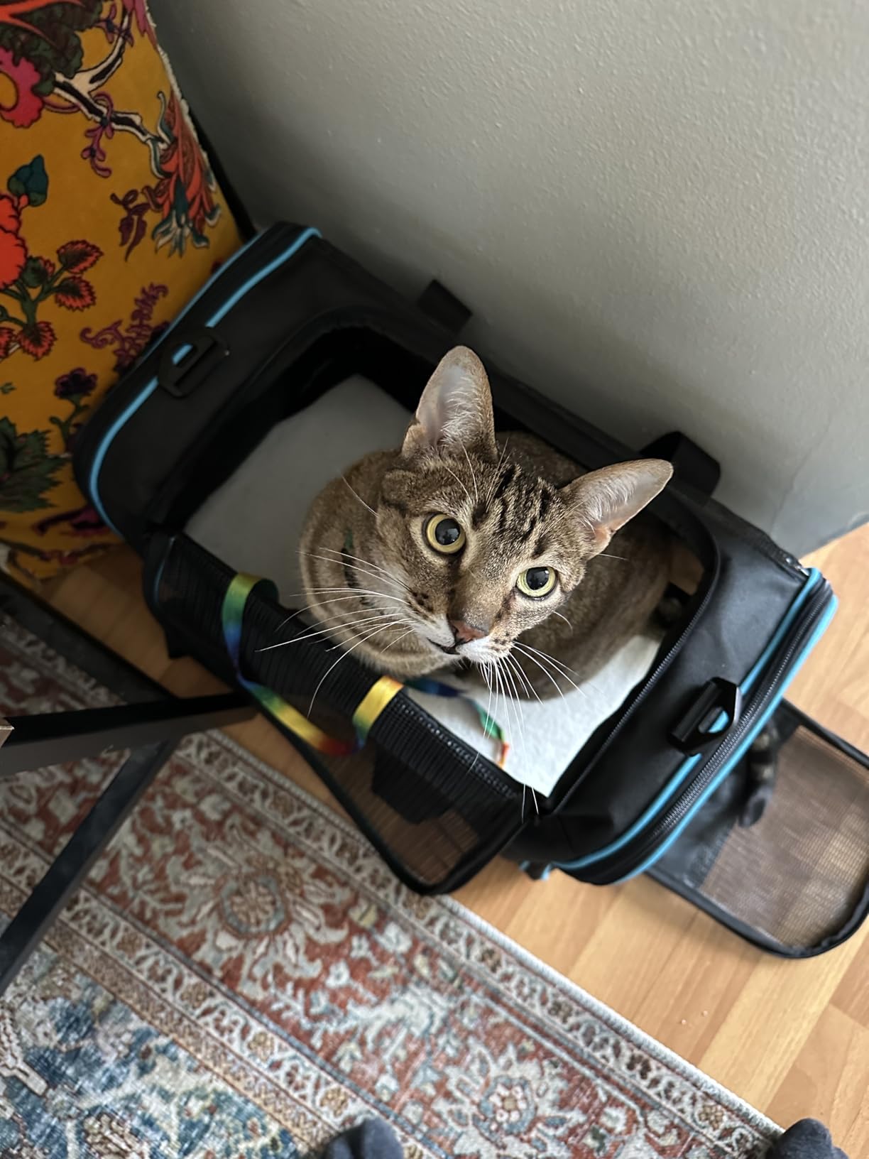 Cat Carrier Pet Dog Carrier Airline Approved for Puppy Cat Carrier Under 15 lbs, Collapsible Soft Sided Airline Approved Cat Carriers, Grey customer photo 1