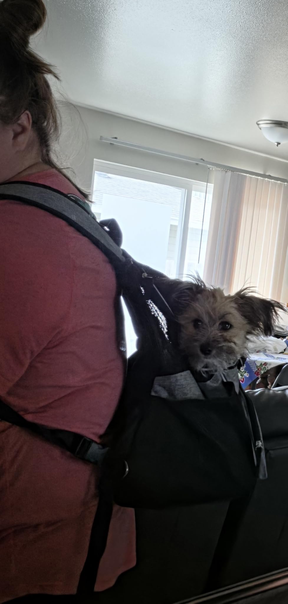 PetAmi Adjustable Dog & Cat Chest Carrier Backpack, Ventilated for Hiking, Camping & Travel, Max 10 lbs, Black customer photo 2
