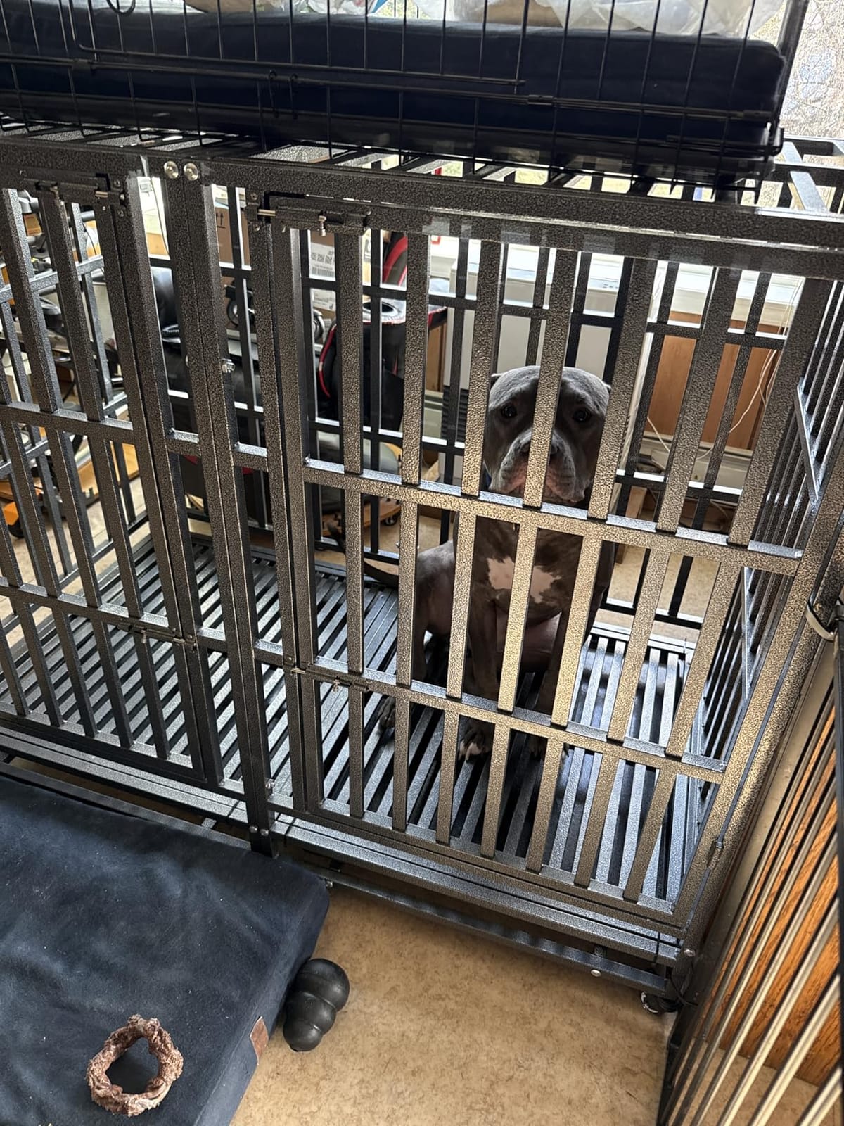 48 Inch Heavy Duty Dog Crate Kennel with Wheels, High Anxiety Indestructible Dog Crates for Large Dogs, XL XXL Extra Large Dog Crate with Removable Plastic Tray, Two Locks (Black, Square) customer photo 2