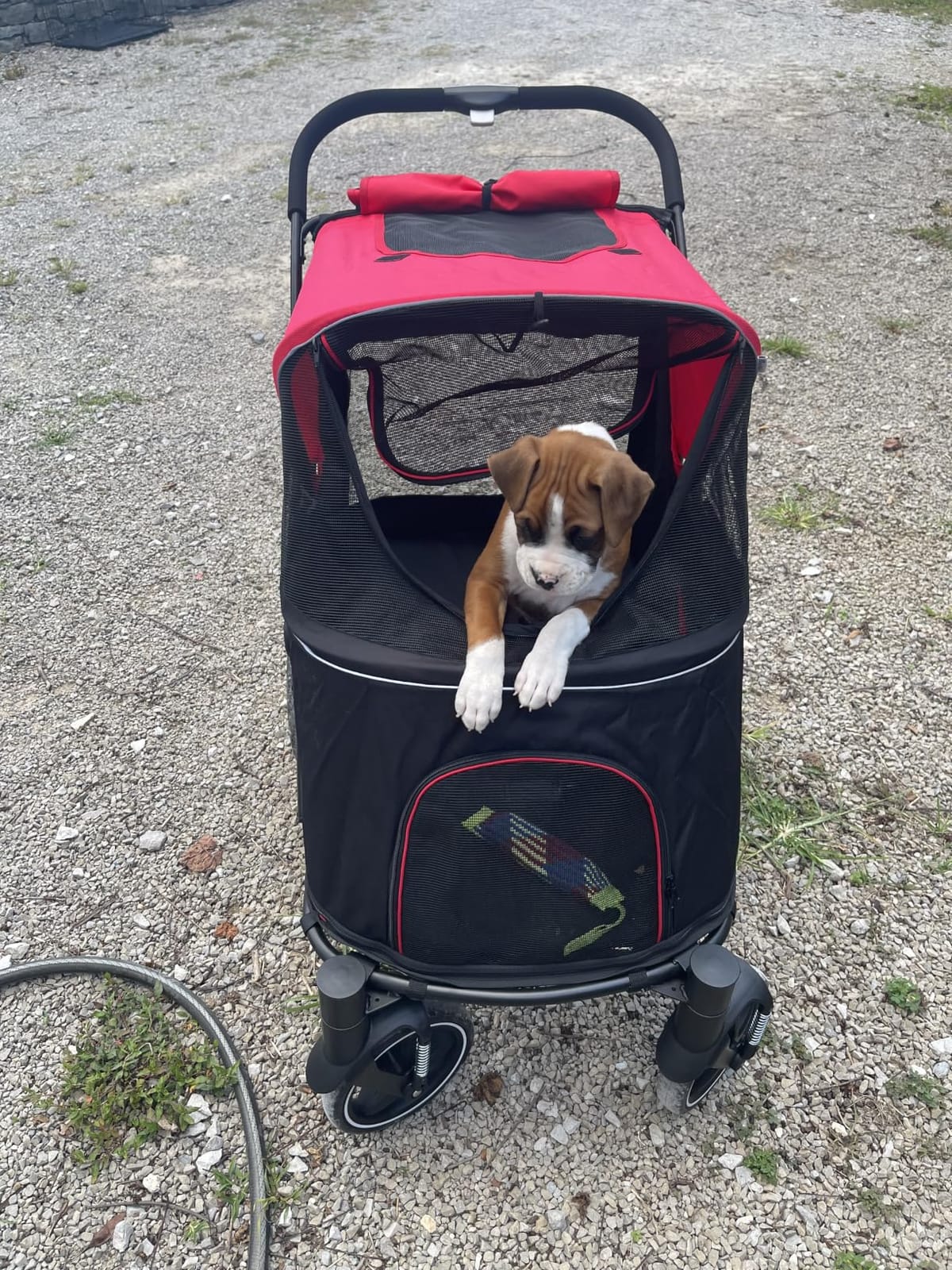 PawHut Dog Stroller for Large Medium Small Dogs up to 66 Lbs. 23.5
