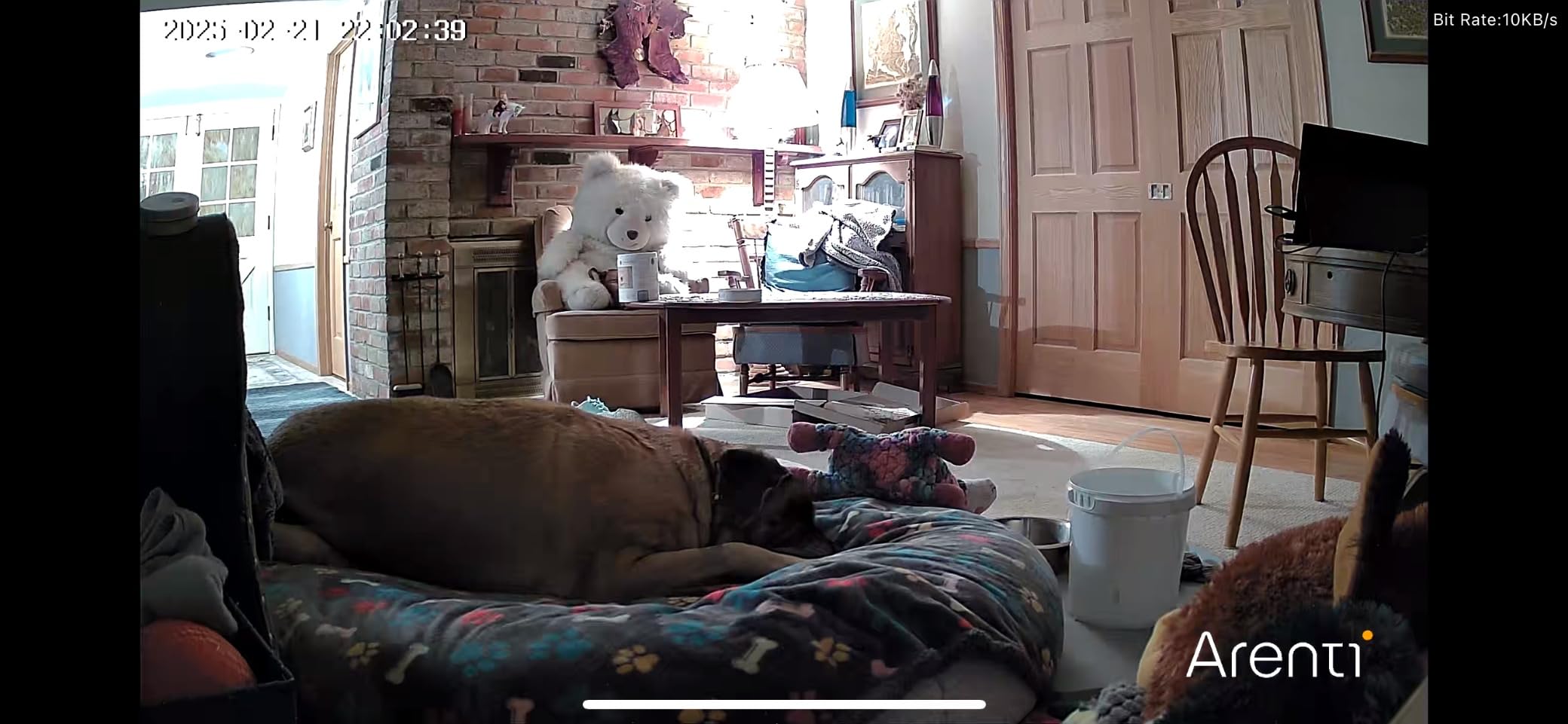 ARENTI 4MP Pet Camera P2Q, 5G WiFi 6 Indoor Security Camera, Free Phone App customer photo 2