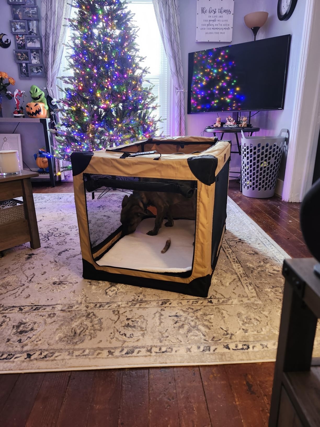Garnpet 36 Inch Collapsible Soft Dog Crate for Large Dogs, 4-Door Foldable Travel Dog Kennel with Durable Mesh Windows for Indoor & Outdoor Portable Pet Crate, Soft Side Dog Crate, Beige customer photo 1