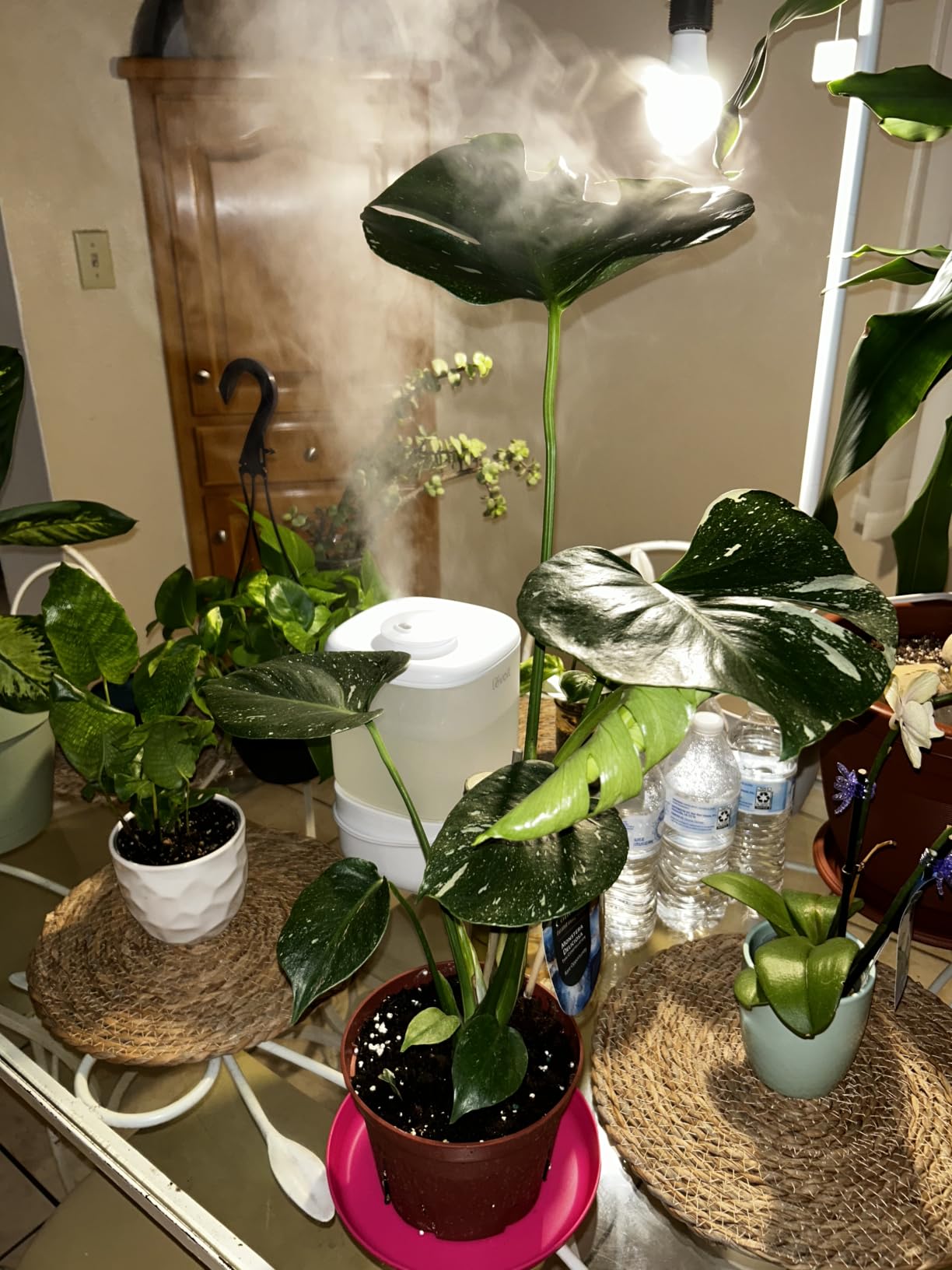 Levoit Top Fill Humidifiers for Bedroom, 2.5L Tank for Large Room, 25dB customer photo 2
