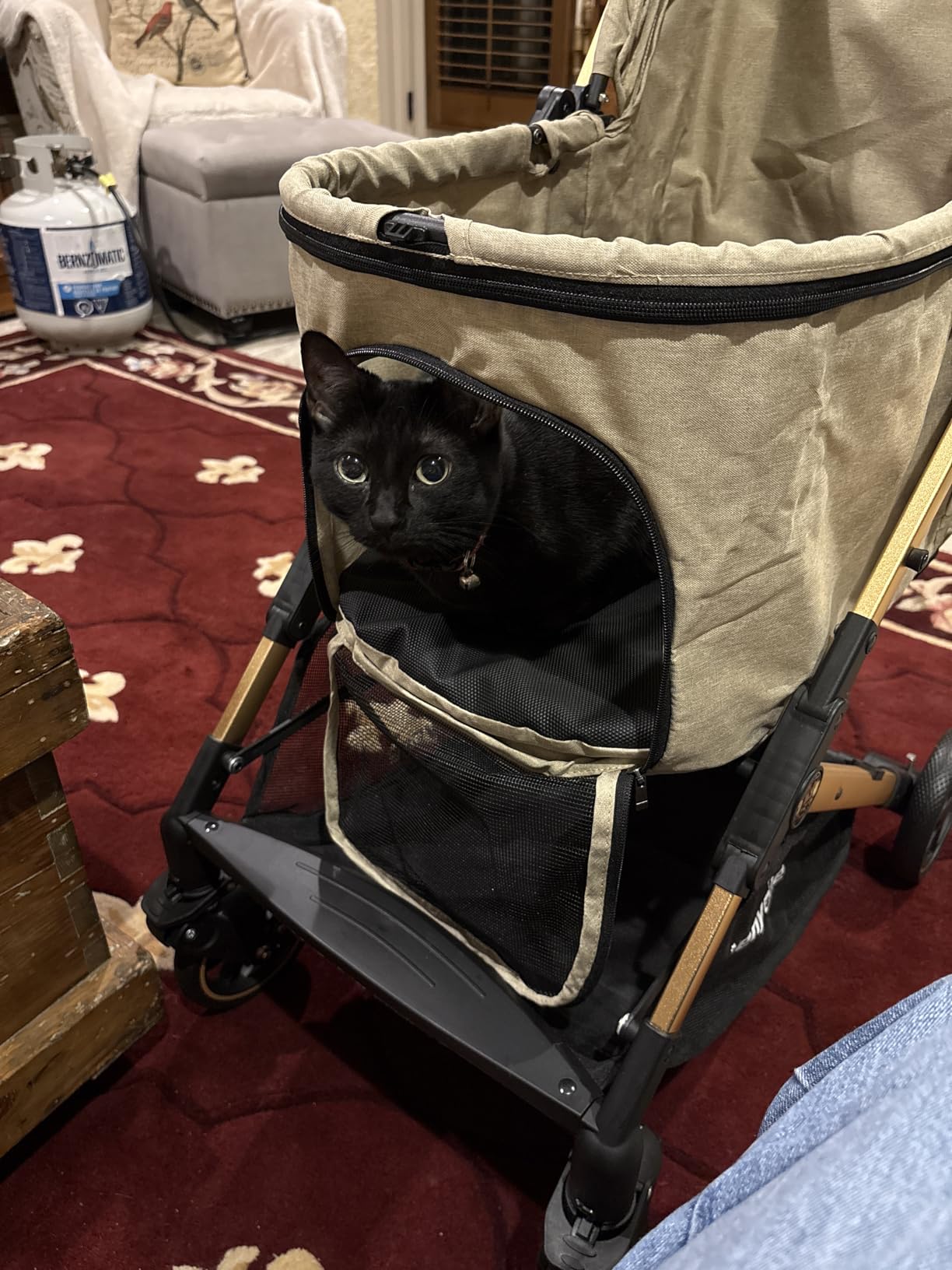 Medium Dog Stroller, Kenyone Pet Stroller for Medium Dogs Up to 55lbs, Lightweight Aluminum Frame, One Click Folding, Large Cat Stroller with No Zip Entry, Detachable Mesh, Multiple Pockets customer photo 2