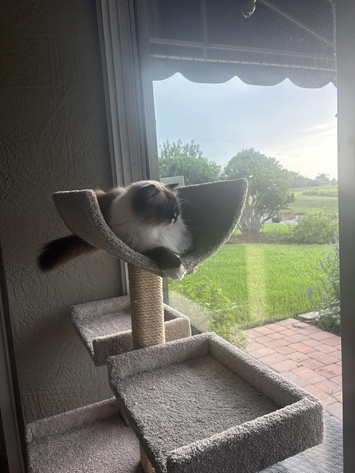Prestige Cat Trees Extra Large Cat Tree Tower for Big Cats customer photo 2