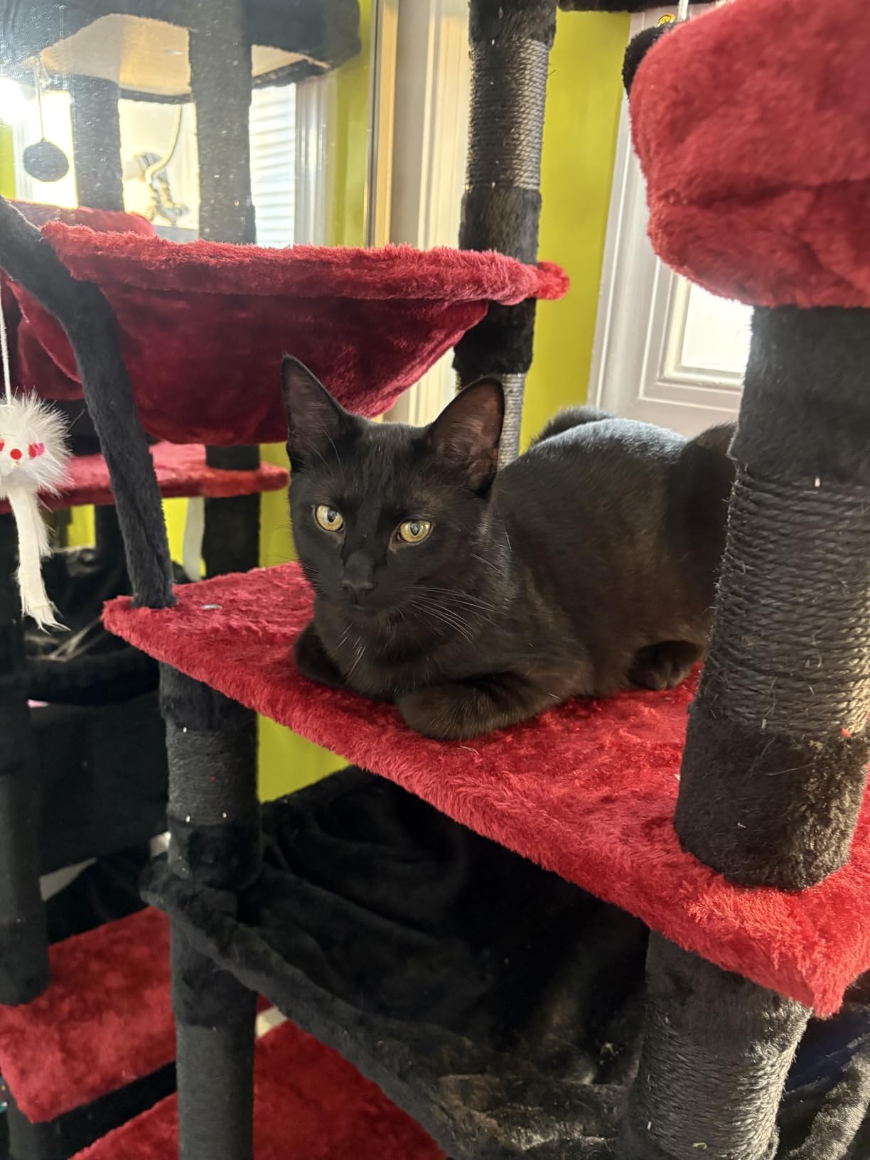 Gitelsnour Cat Tree, 63'' Cat Tower for Large Cats, Big Hammock GCT020G customer photo 1
