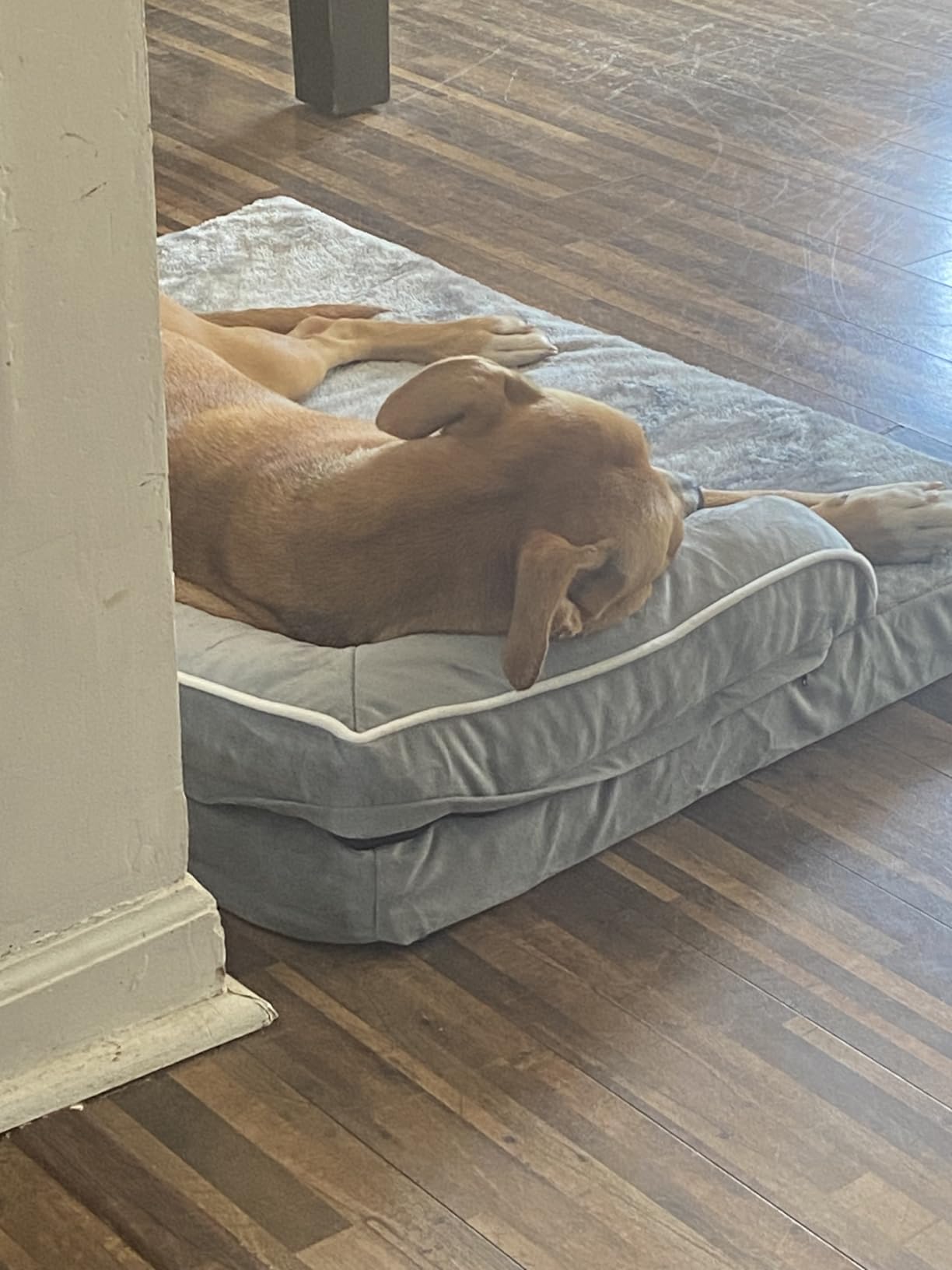 MEKIY Orthopedic Washable Dog Bed with Bolster for Medium to Large Dogs customer photo 1