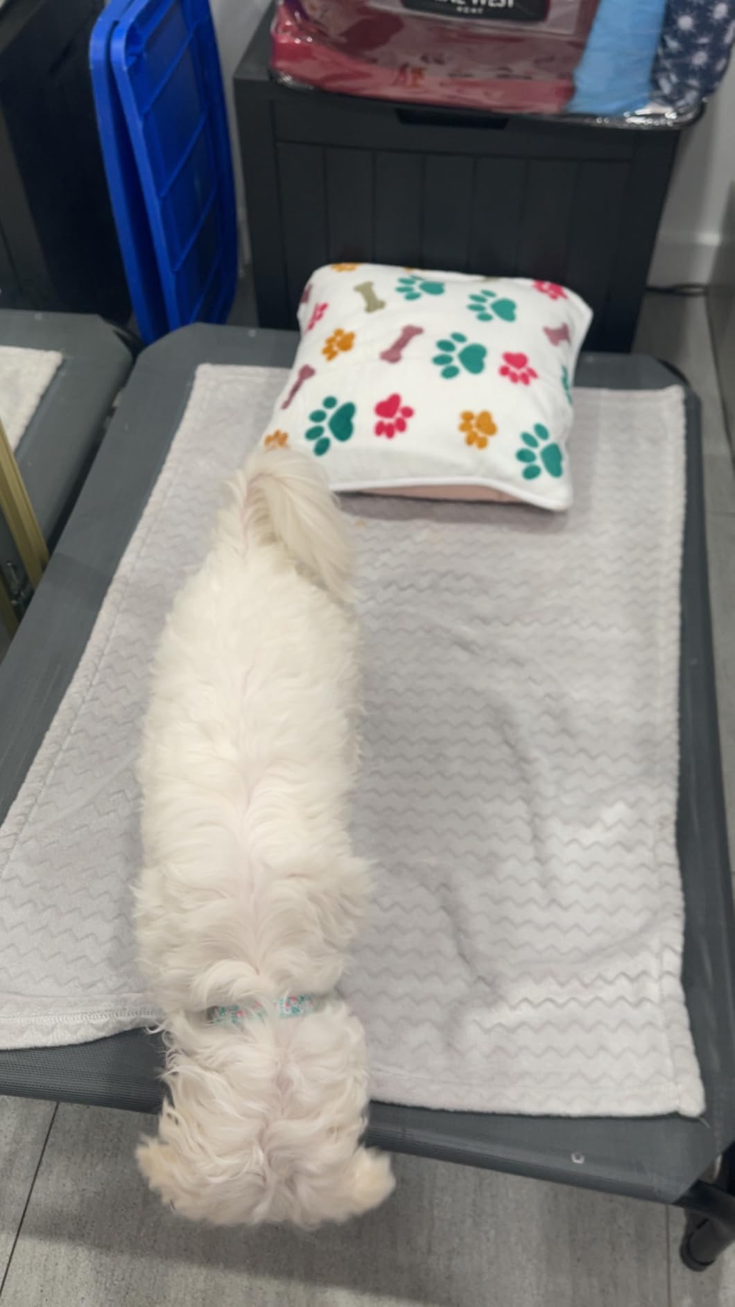 Czpalo Outdoor Elevated Dog Bed for Large Sized Dogs, No-Tool Assembly. customer photo 1