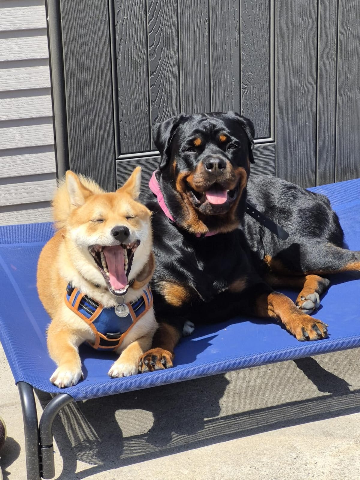 Czpalo Outdoor Elevated Dog Bed for Large Sized Dogs, No-Tool Assembly. customer photo 2