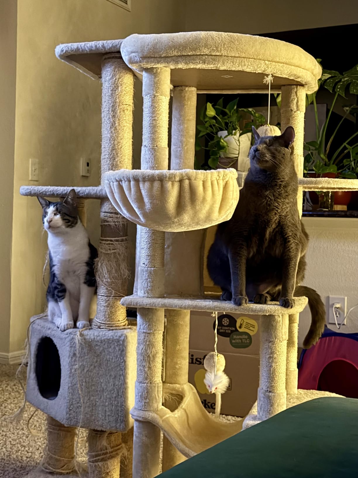 Globlazer 66inch Corner Cat Tree Tower for Indoor Large Cats, C66, Beige customer photo 1