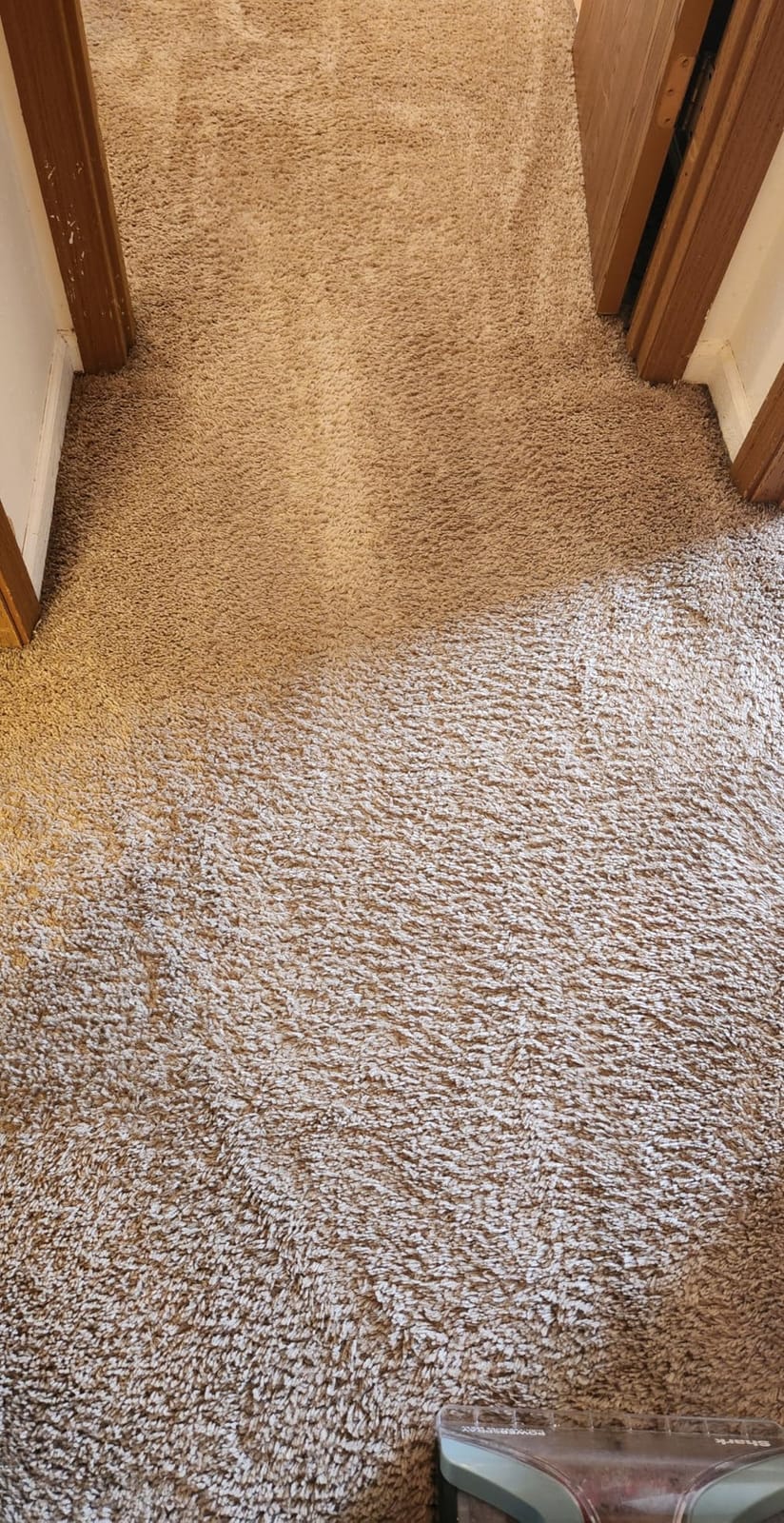 Shark CarpetXpert Upright Carpet & Built-in Stain Cleaner, 3 Tools, EX151 customer photo 1