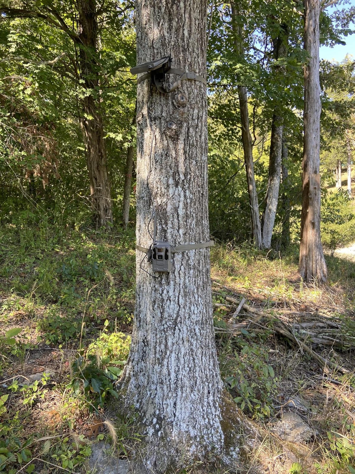 TACTACAM Reveal X Gen 3.0 Cellular Trail Camera - Multi Carrier, HD Photos & Videos, Pre-Installed Antenna, Built-in GPS, Best Battery Life, Low-Glow IR Flash, Fast Trigger Speed + Reveal Solar Panel customer photo 1