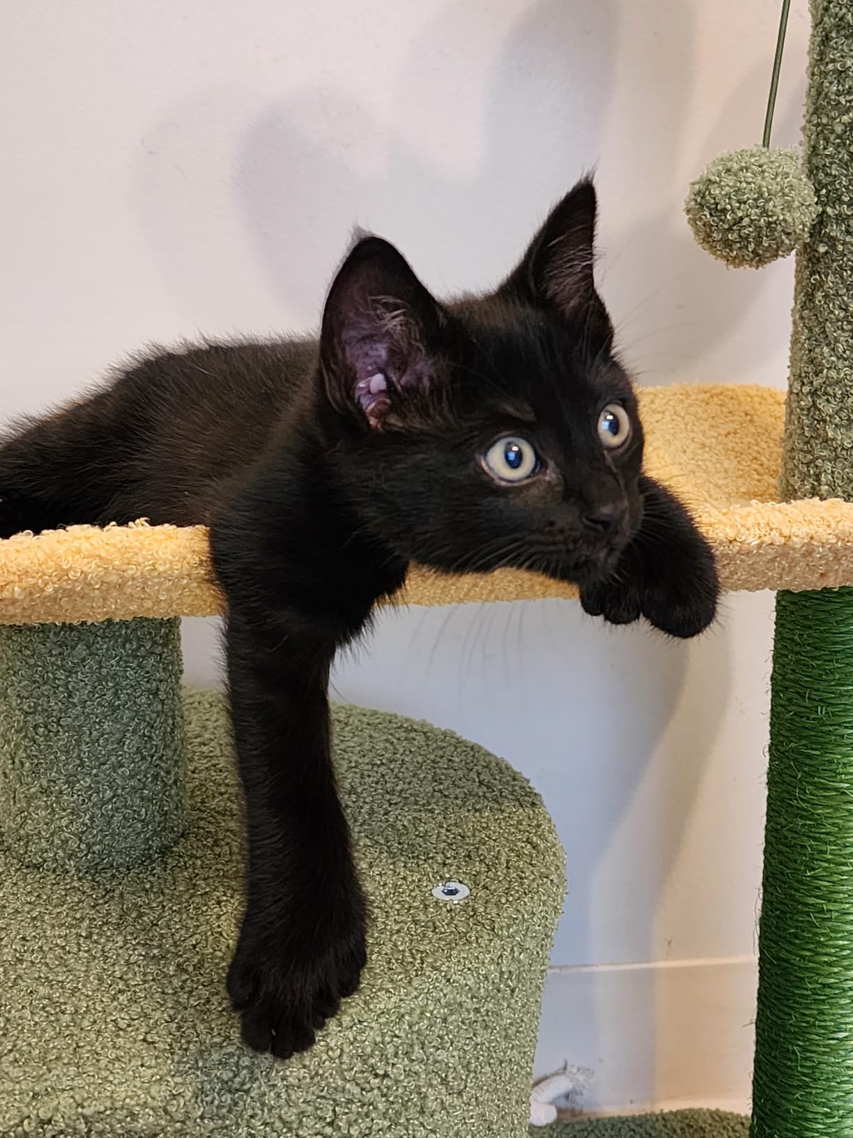 Amazon Basics Cactus Cat Tower for Indoor Cats, 4-in-1 Scratching Post with Curved Perch, Cozy Condo, Natural Sisal, Interactive Dangling Ball, 30.7 in H, Green customer photo 1