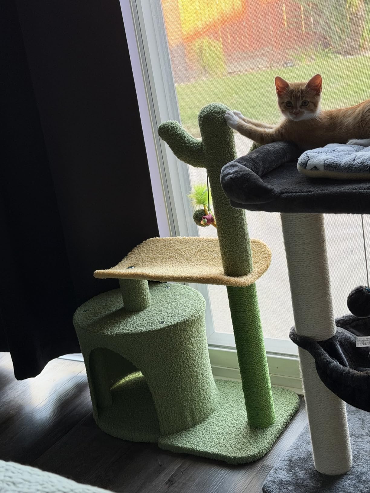 Amazon Basics Cactus Cat Tower for Indoor Cats, 4-in-1 Scratching Post with Curved Perch, Cozy Condo, Natural Sisal, Interactive Dangling Ball, 30.7 in H, Green customer photo 2