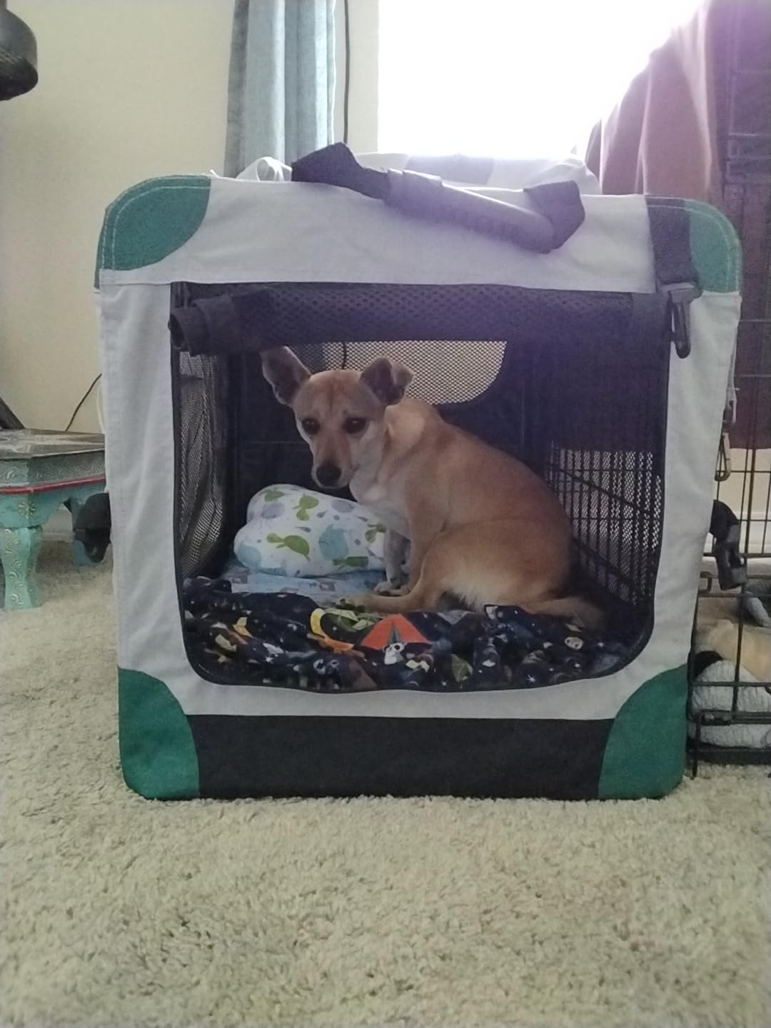 Gardner Pet Soft Collapsible Dog Crate - 26 Inch Portable Travel Dog Crate for Puppy/Small Dogs Indoor & Outdoor, 3-Door Pet Crate with Durable Mesh Windows & Storage Bag, Blue customer photo 2