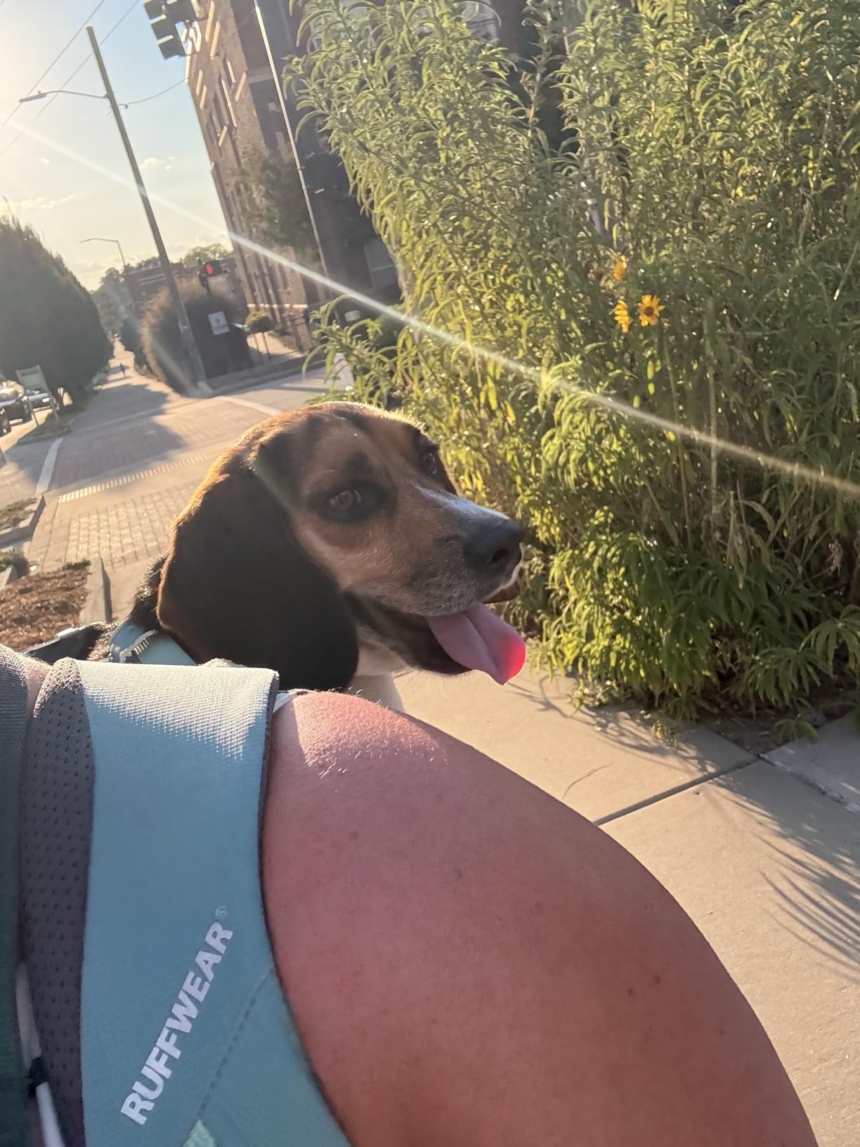 Ruffwear, Hitch Hiker Dog Backpack Carrier, River Rock Green, Small customer photo 2