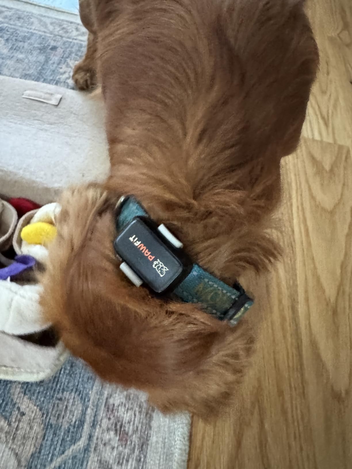 Pawfit Lite 4G GPS Dog Tracker, Live Tracking, Ultra-Light, Onyx Black customer photo 2