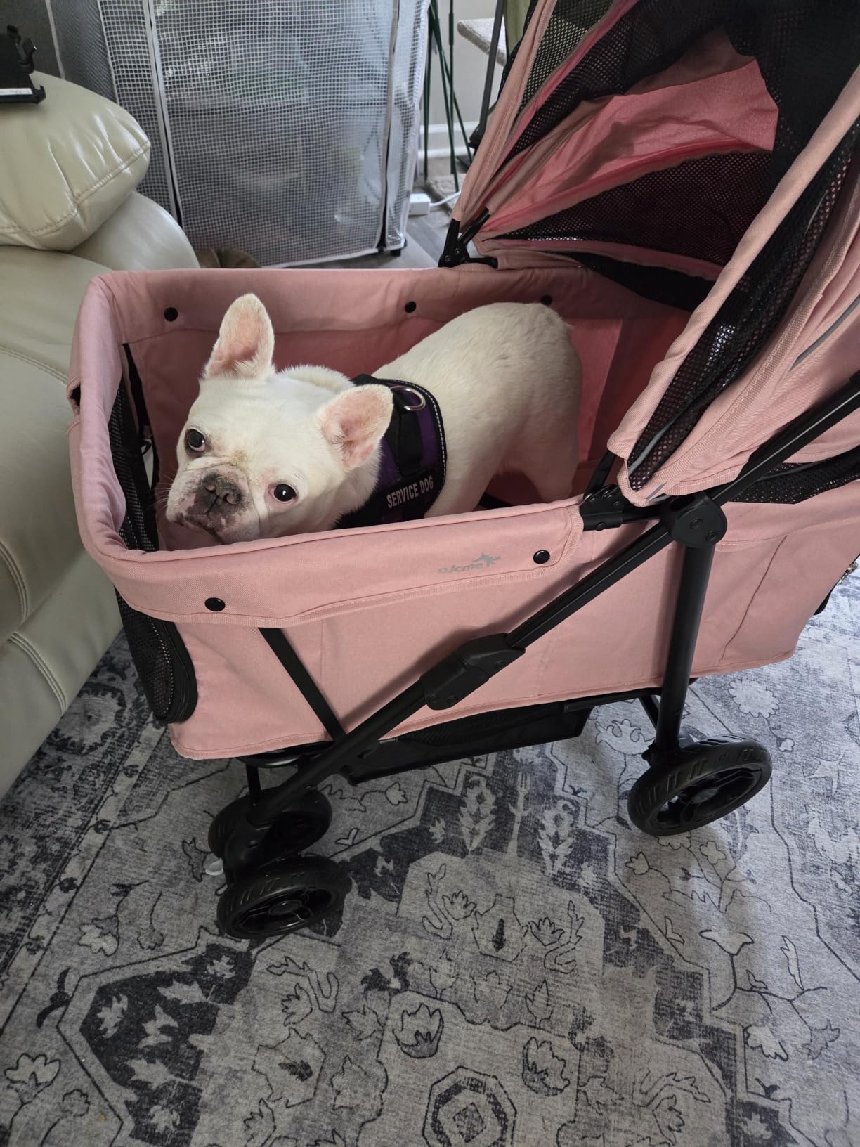Dog Stroller for Large & Medium Dogs (20–132 lbs), for 2 Small Dogs customer photo 2