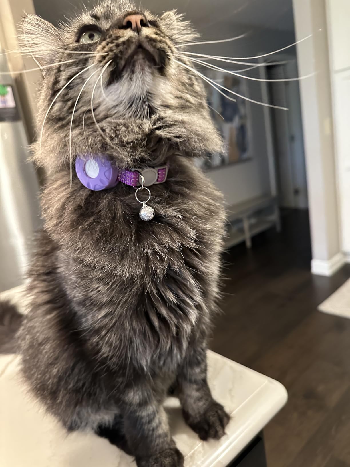 GPS Tracker for Cats - No Monthly Fee, Waterproof Real-Time Tracking Collar for Pets, Kids,Luggage & Assets | 367-Day Battery Life | iOS & Android Compatible | Anti-Lost Device (Red) customer photo 1