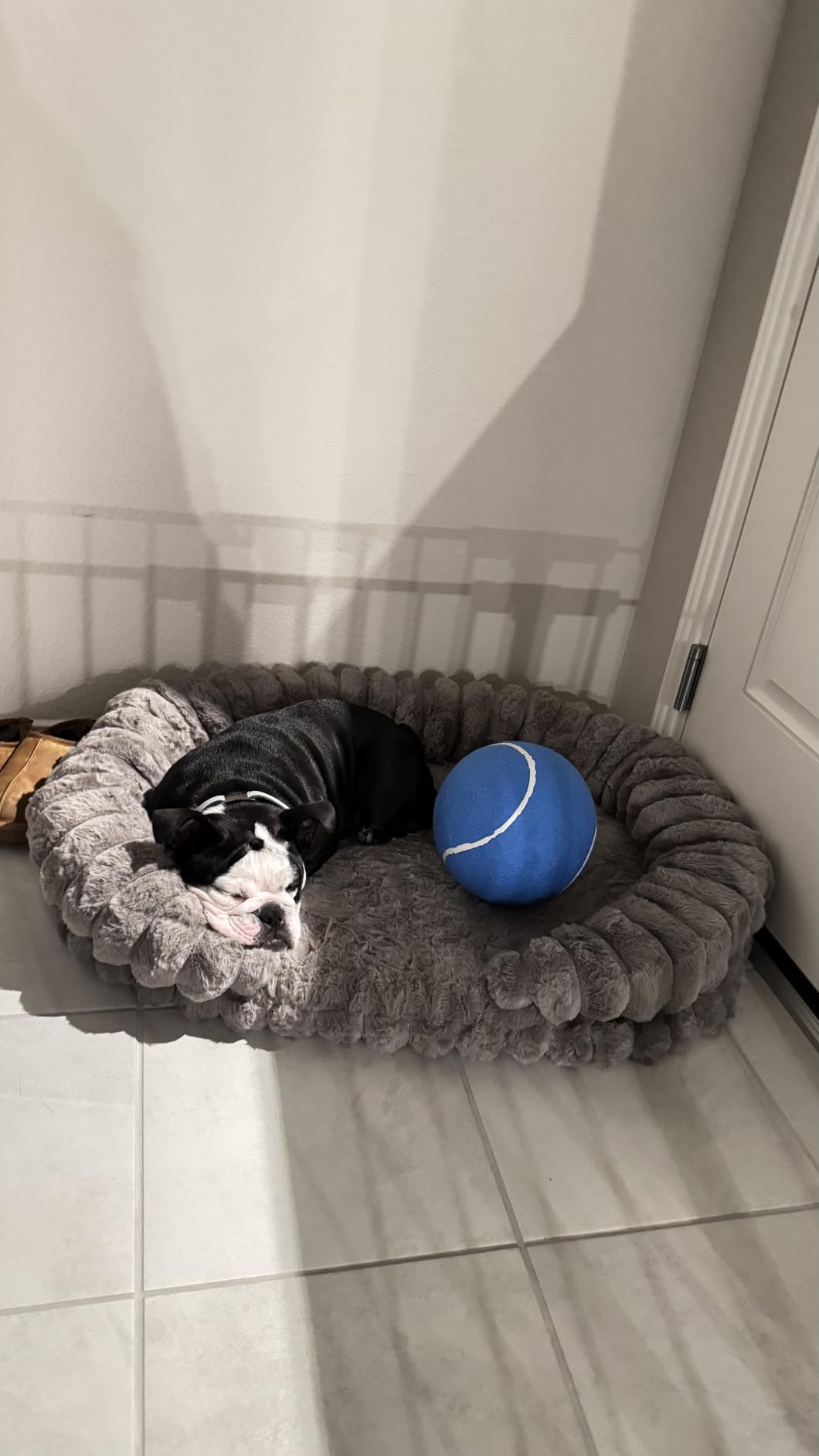BALANCE Calming Dog Bed for Extra Large Dogs, 42 Inches Oval Washable XL Pet Bed with Sides, Orthopedic Pet Couch Sofa with Non-Slip Bottom, Gray customer photo 1